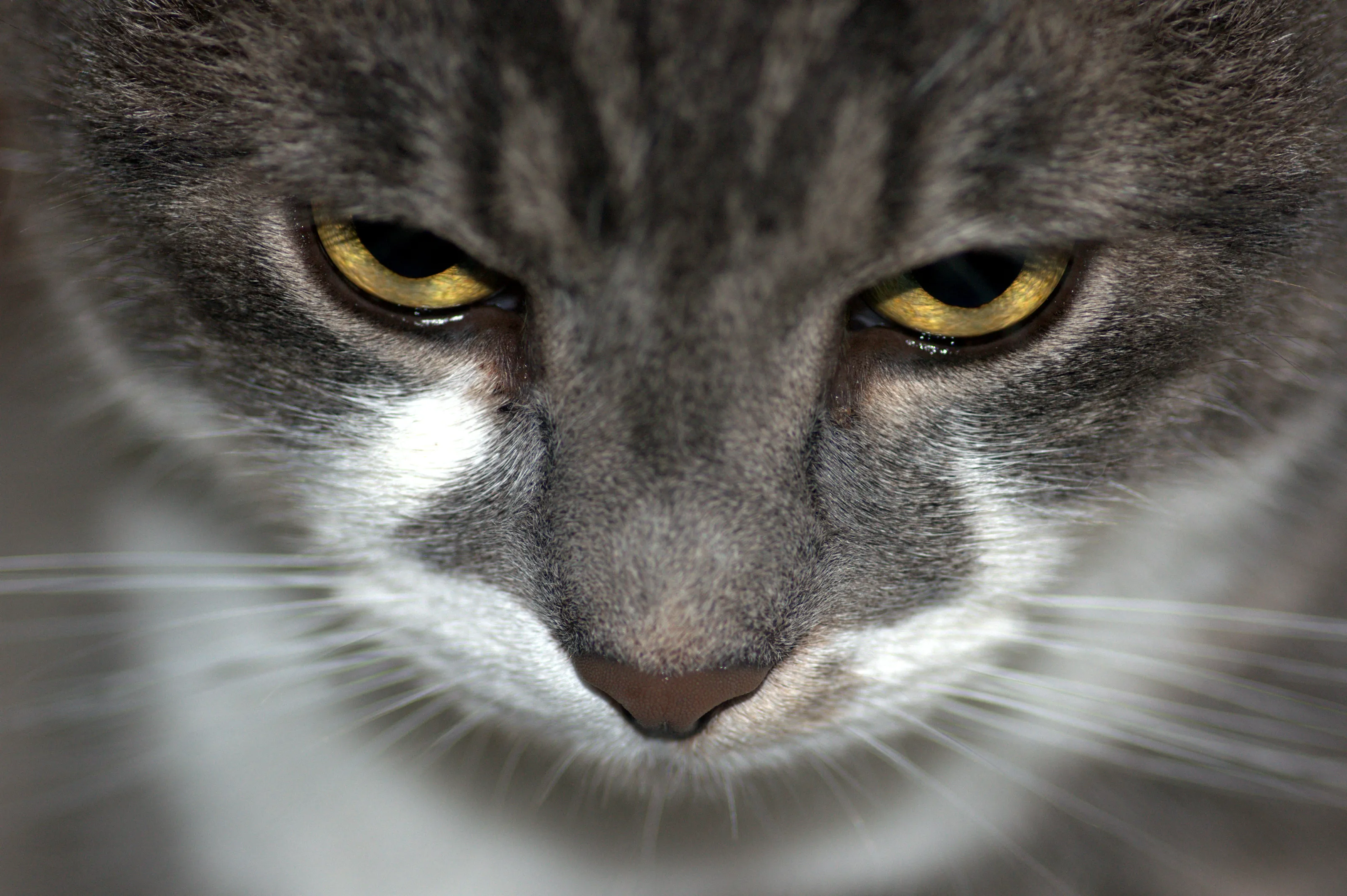 My Cat