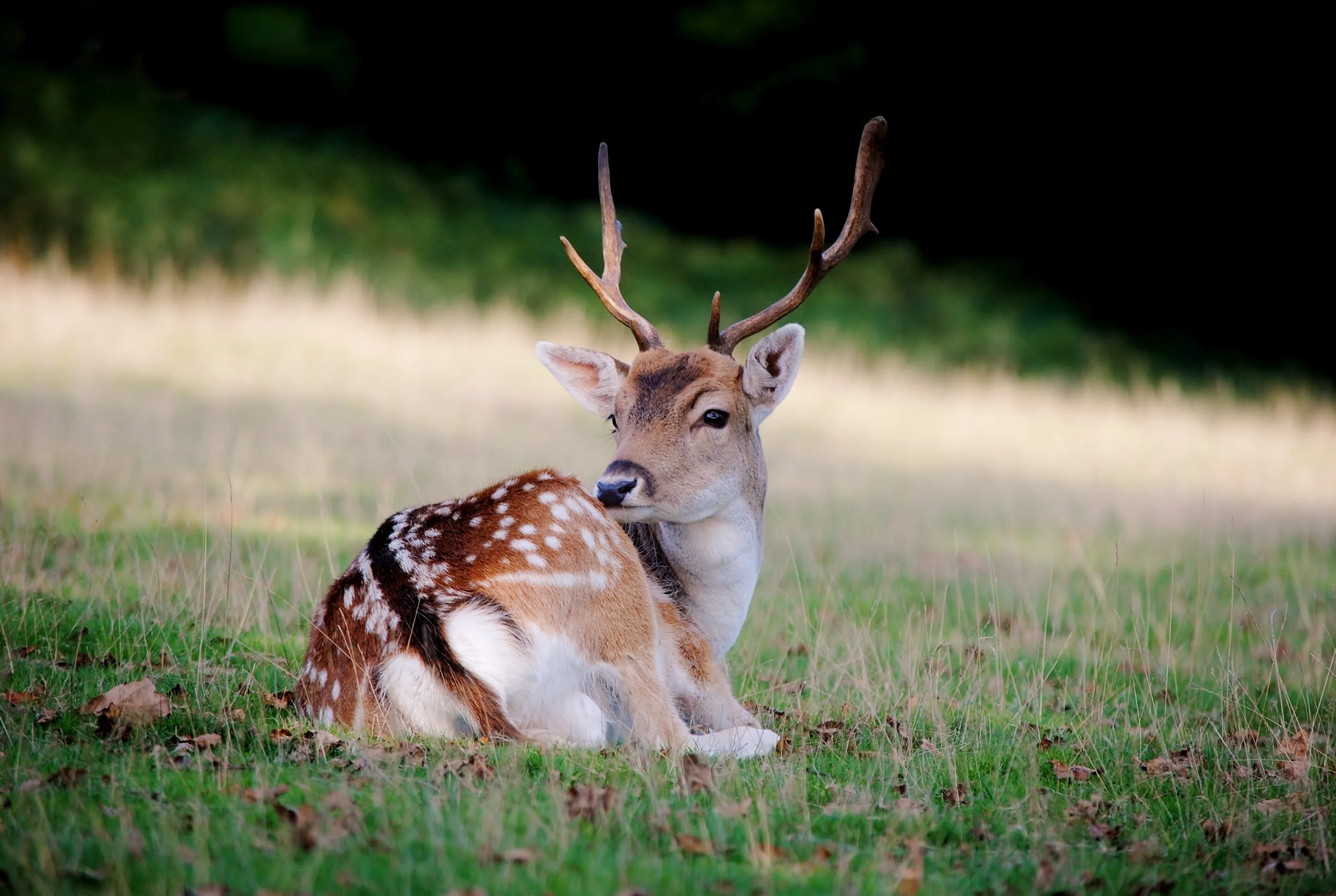 Prince of the Forest
