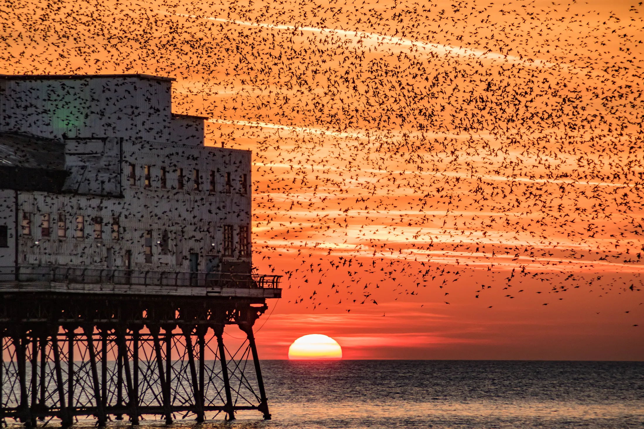Sunset Murmuration