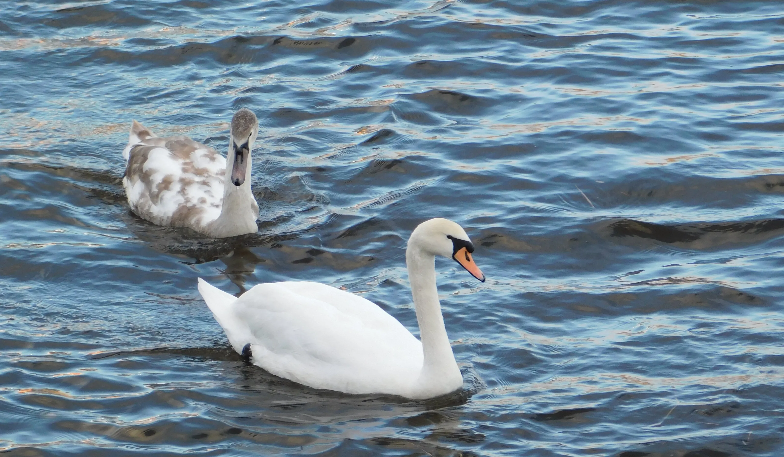 The Signet and The Swan