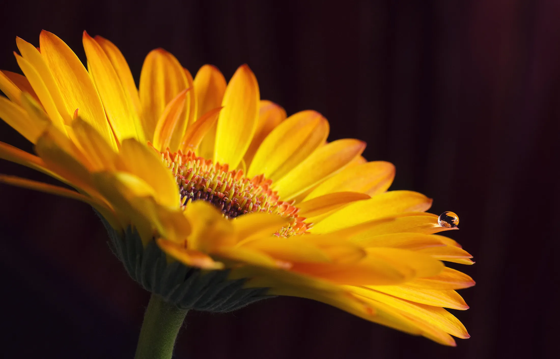 Entry 1699676