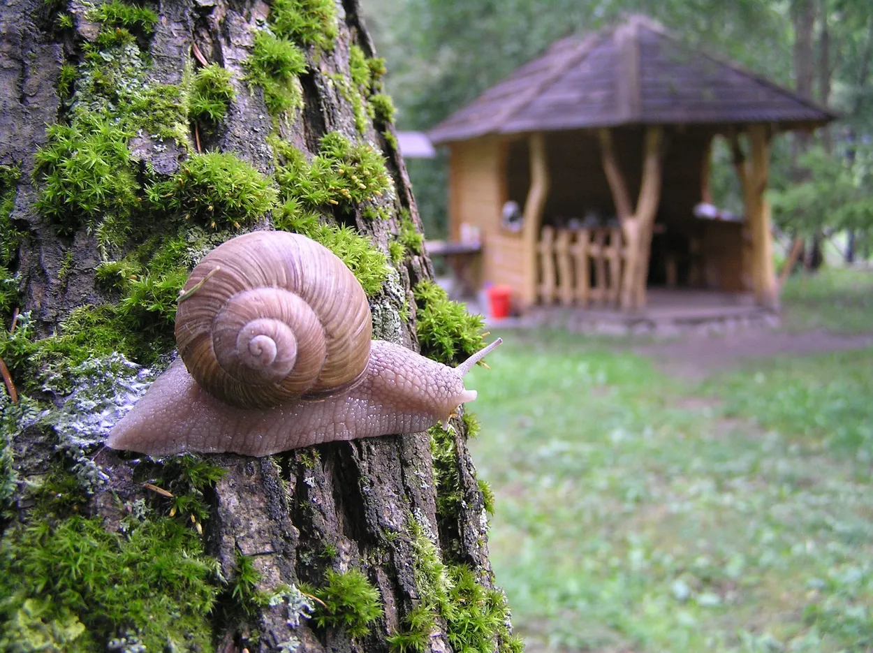 Entry 2009900