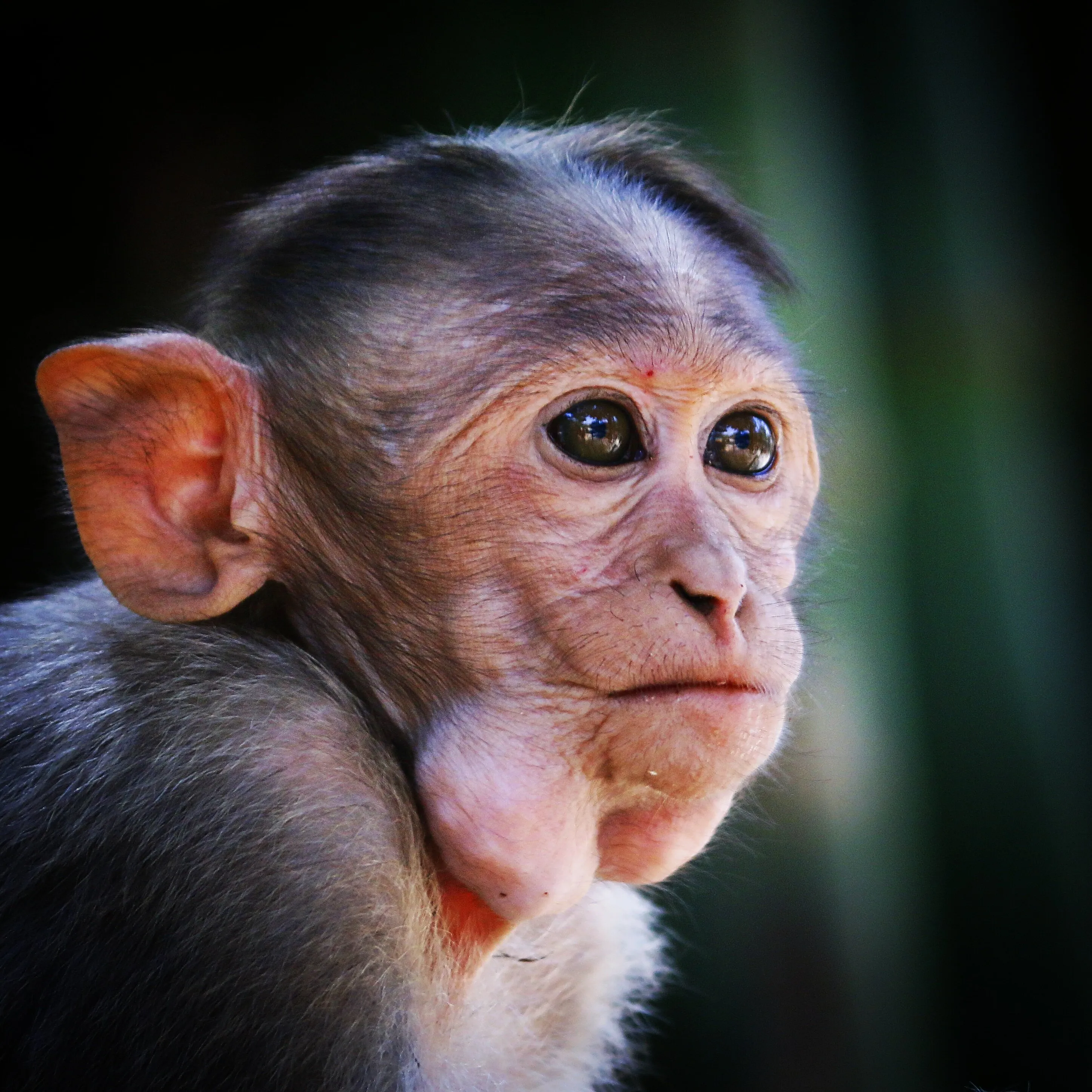 Monkey Portrait