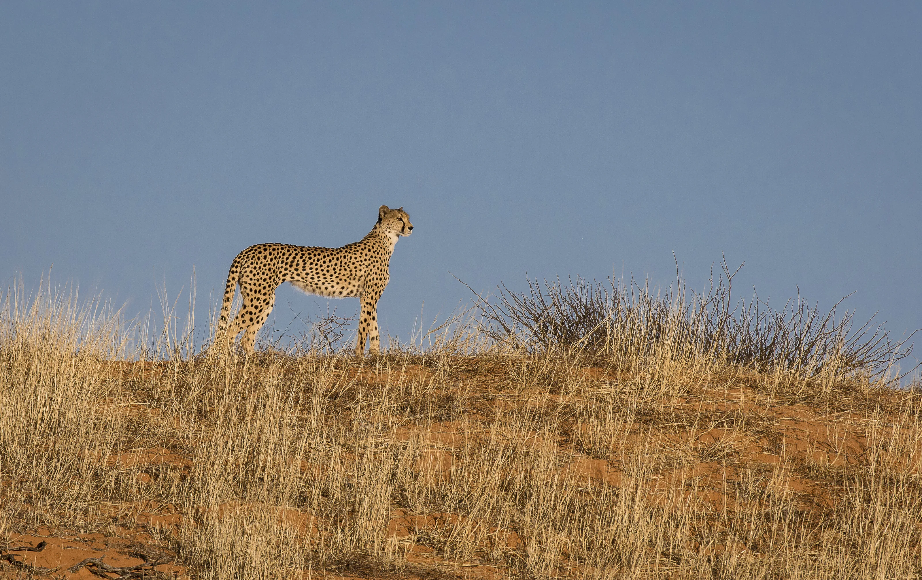 Cheetah on a dune