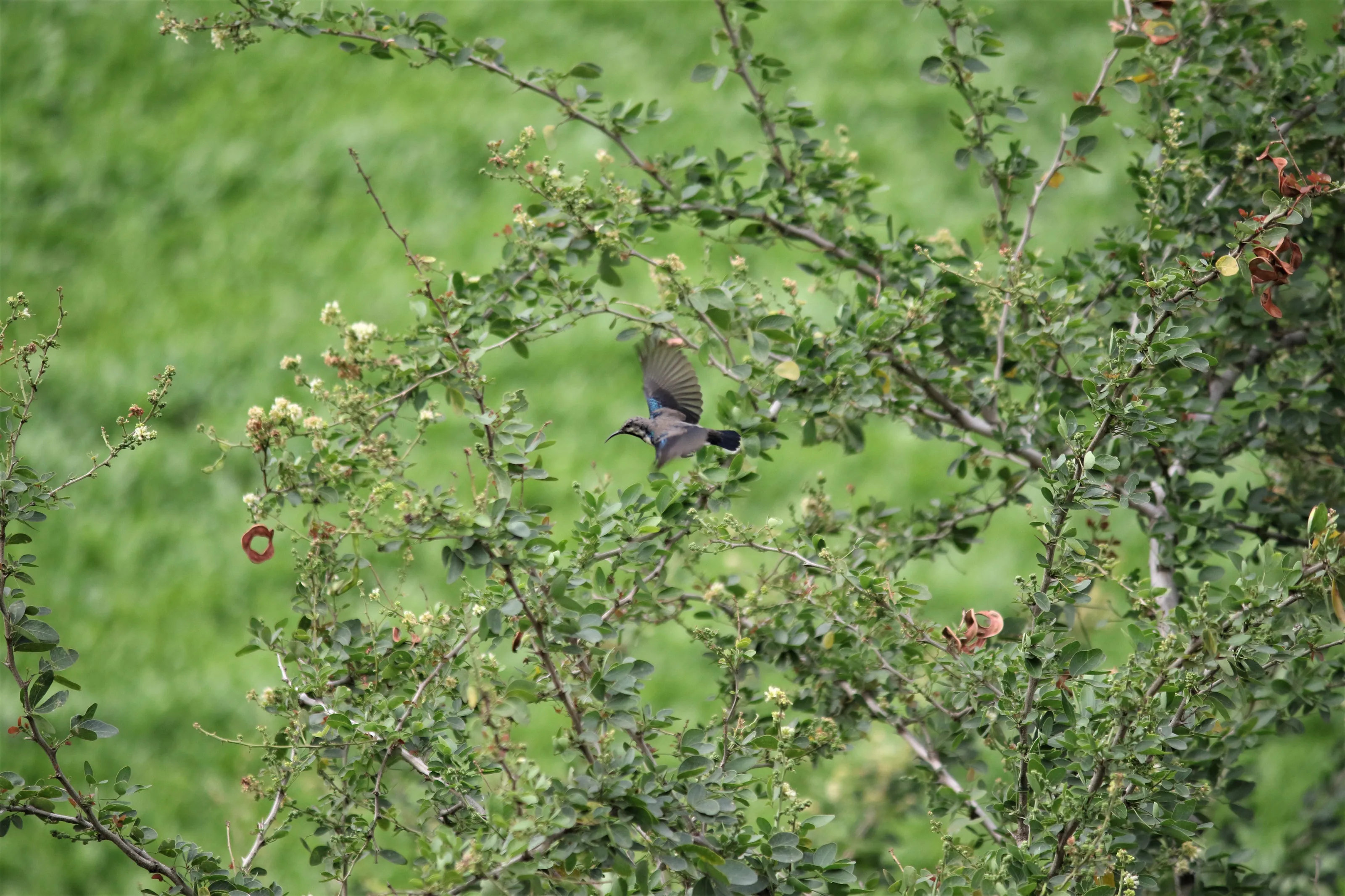 Male Sunbird in flight