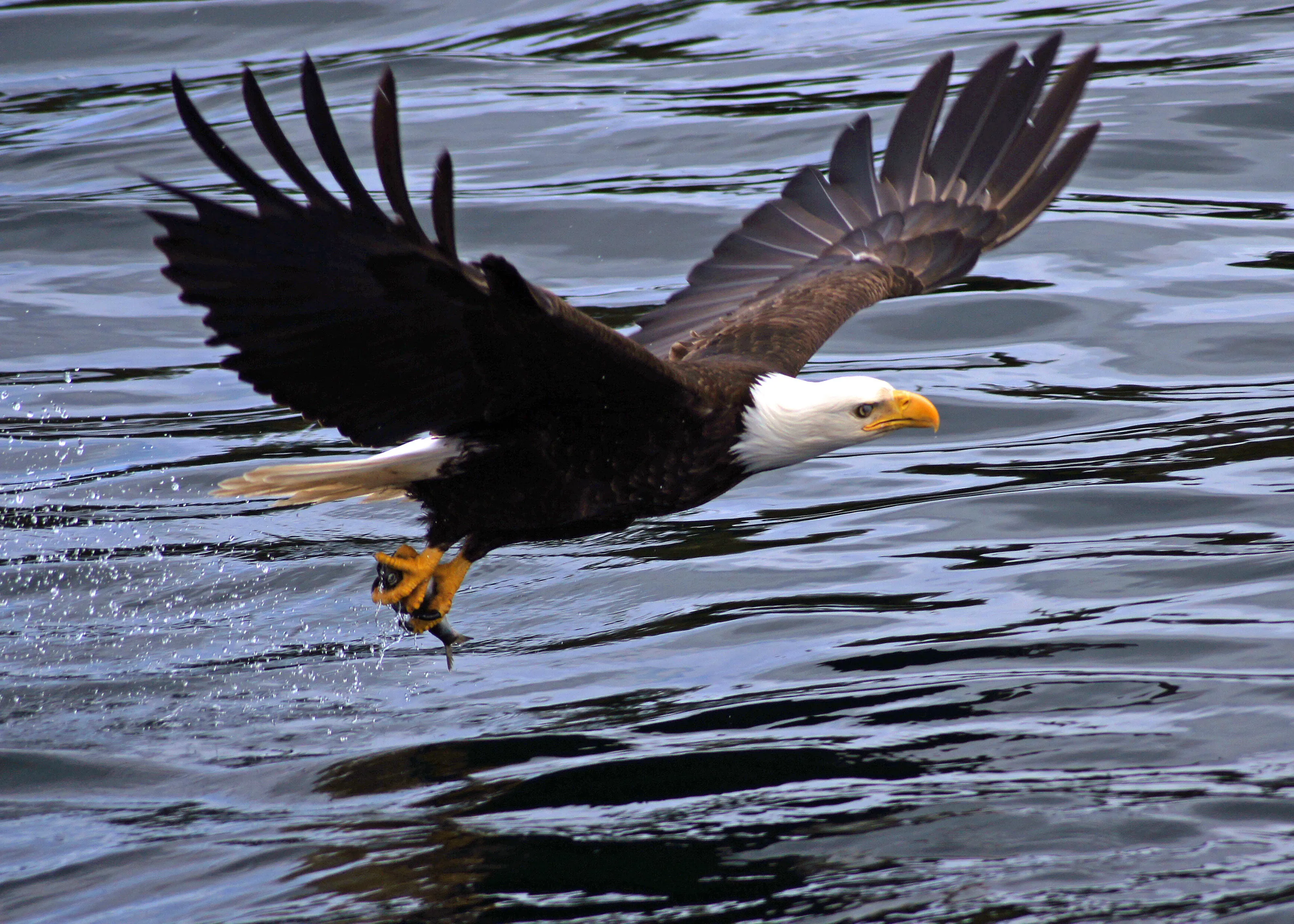 Eagle Fishing