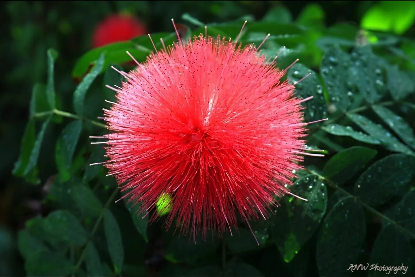Pom Pom Flower