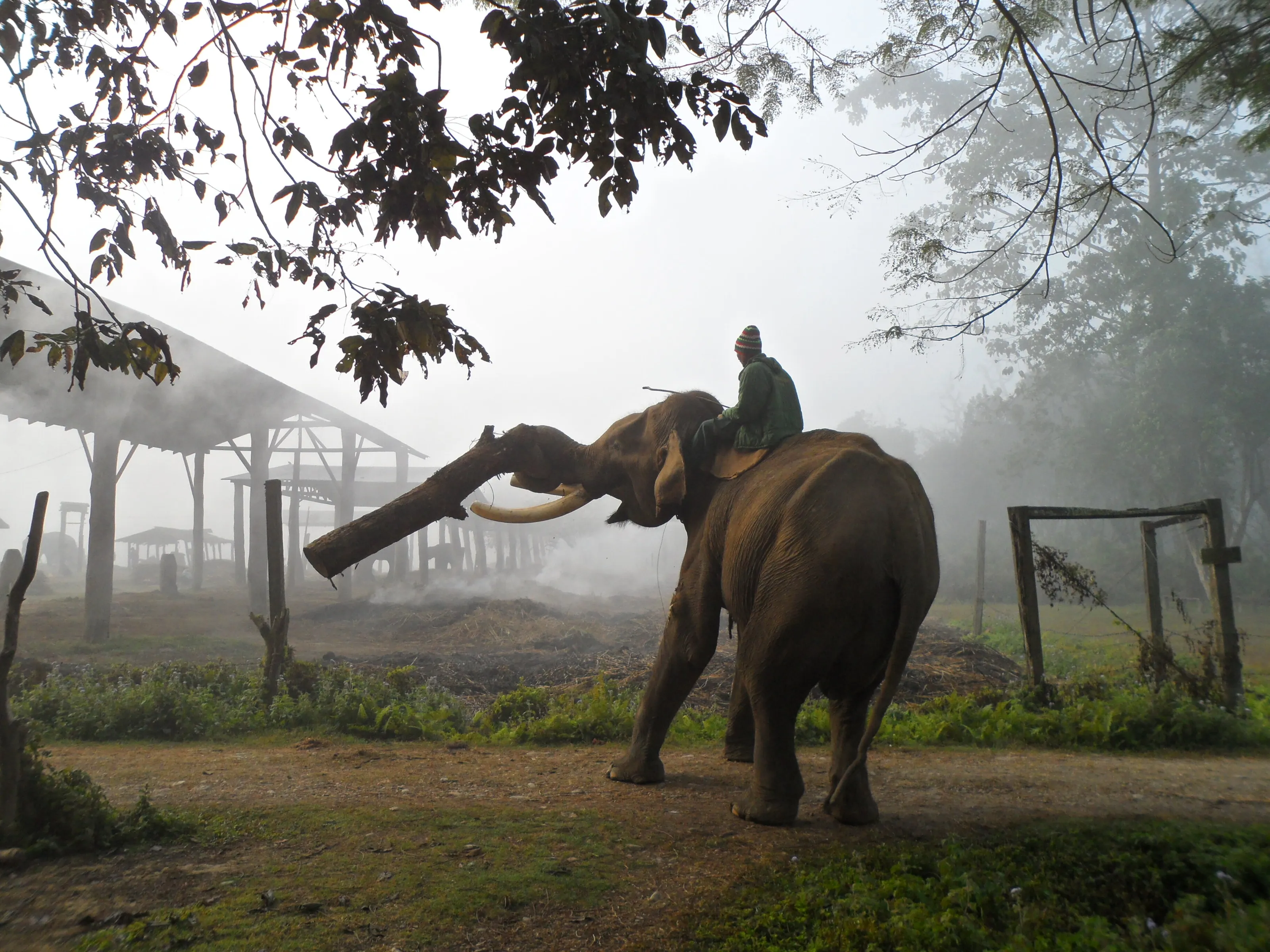 Elephant Work