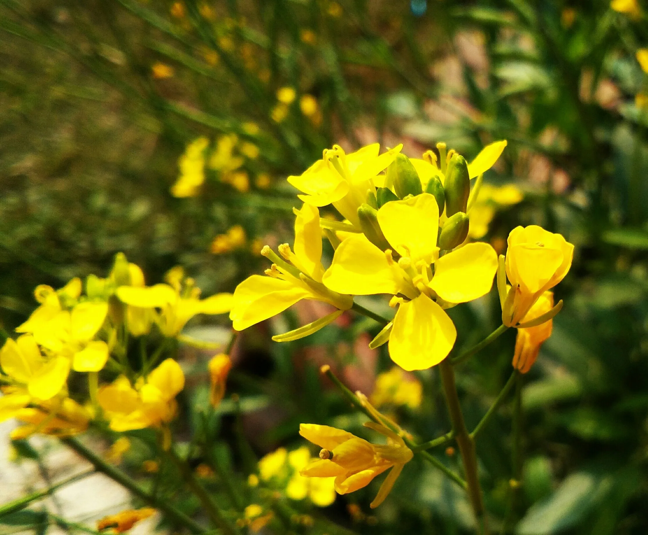Brassica campestris