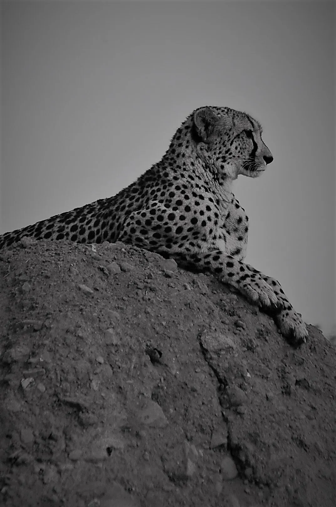 On the lookout