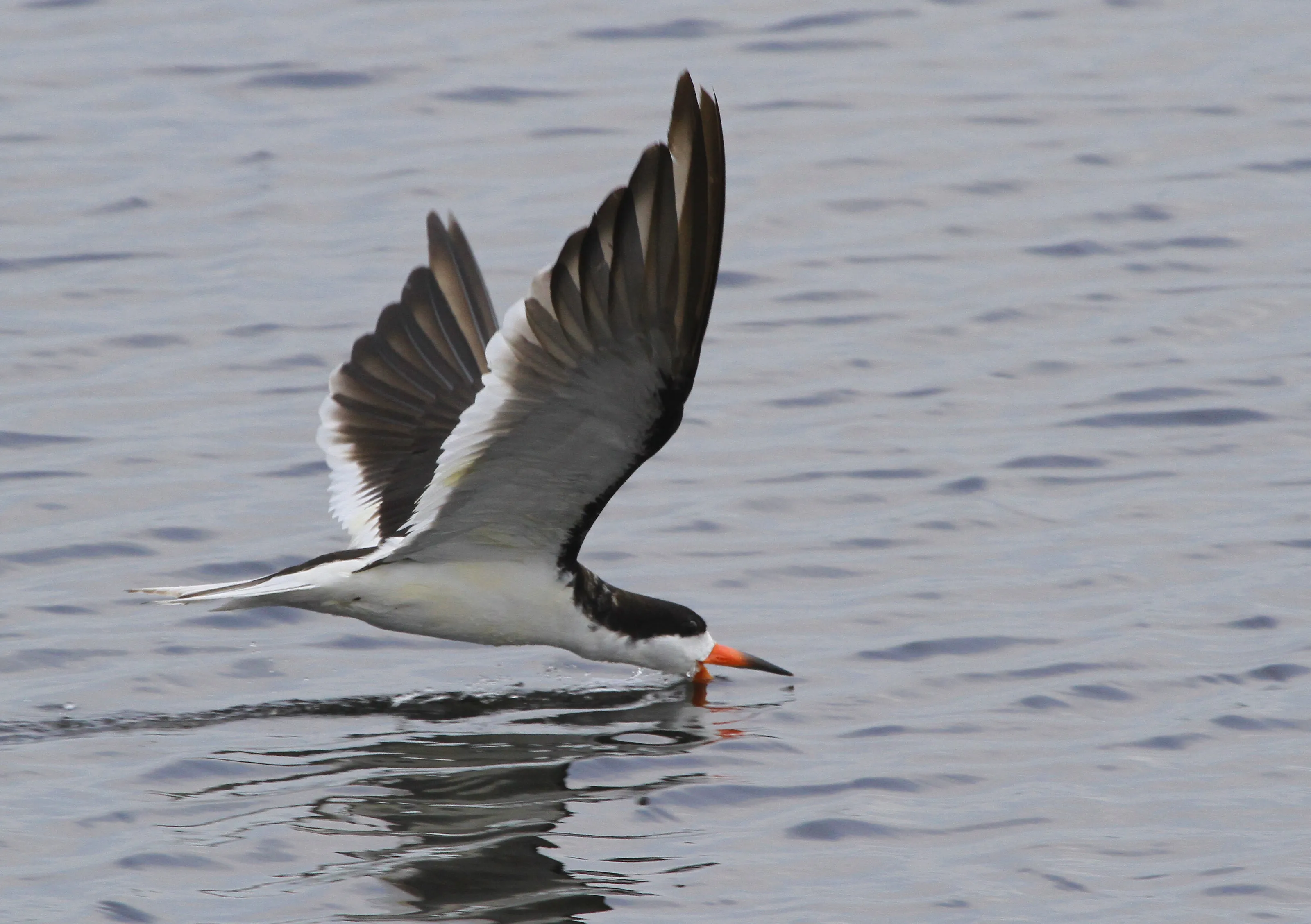 Black Skimmer feeding