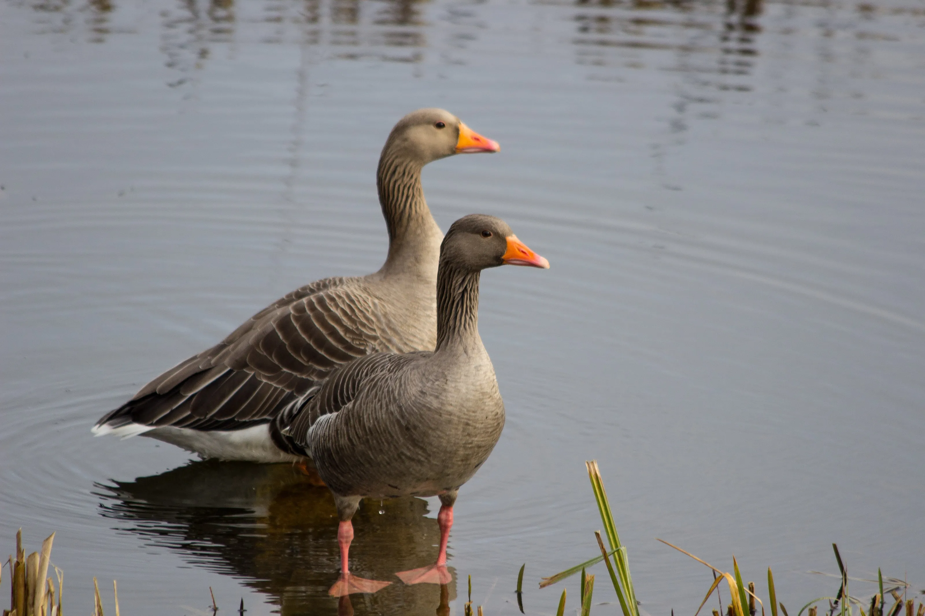 2 geese