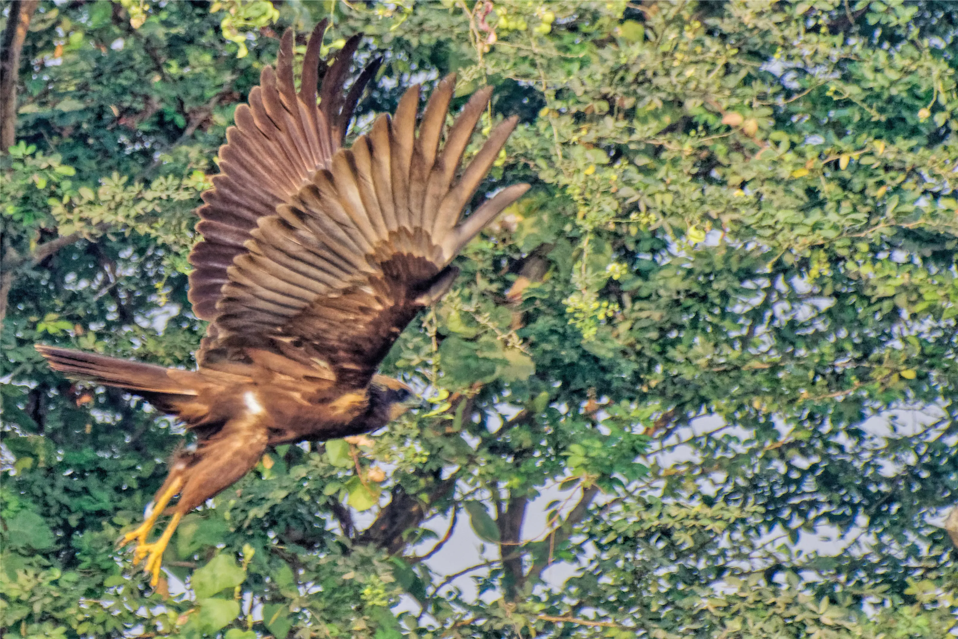 Birds in flight