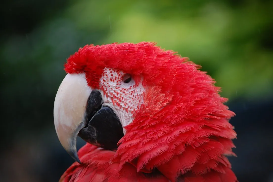 Macaw