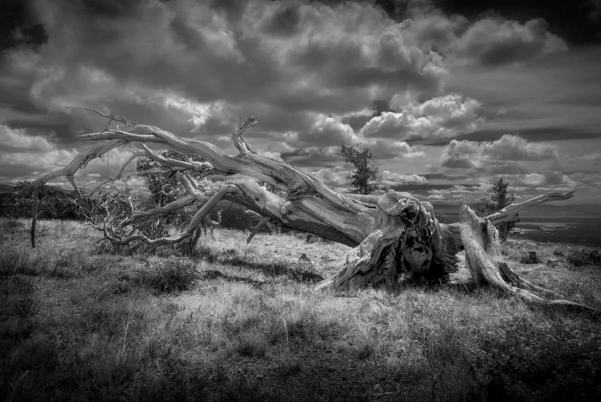 Bristlecone Pine at Windy Ridge