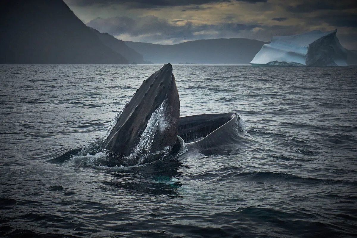 That Whale and Iceberg Photo