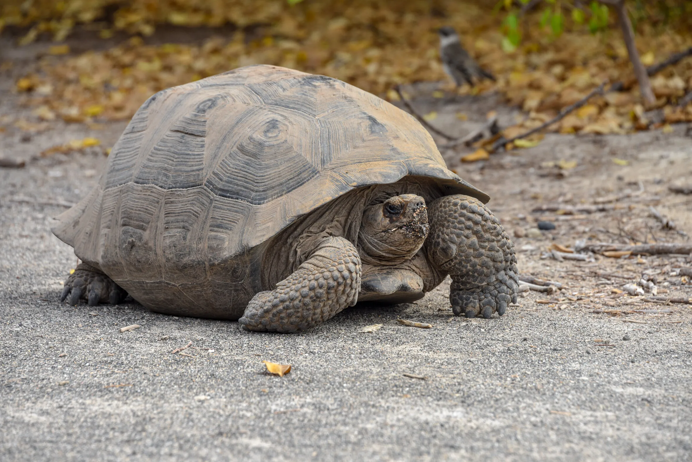 Galapagos giant tortoise