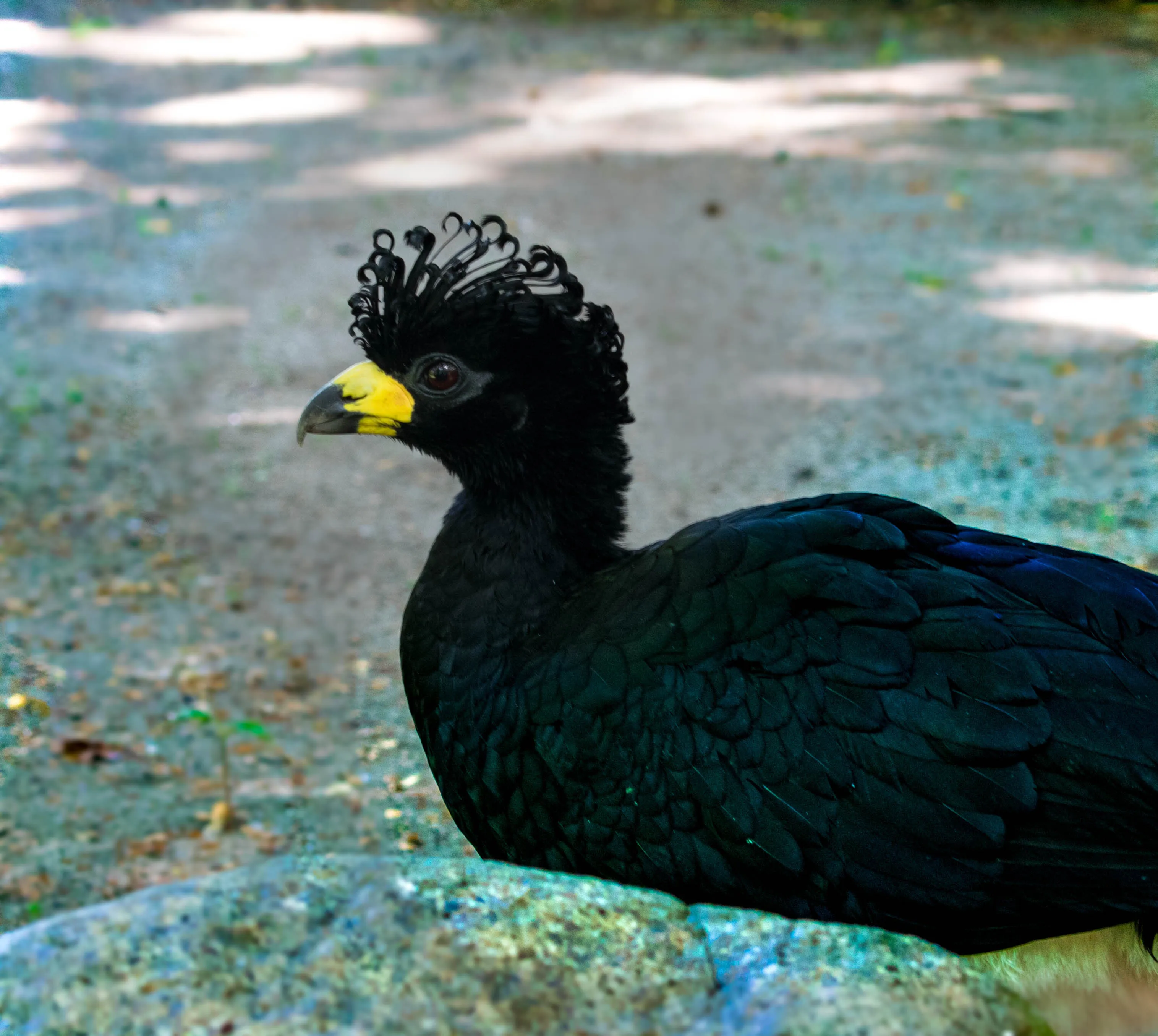 Curassow (Bird) with bright yellow beak and fantastic curly feathers