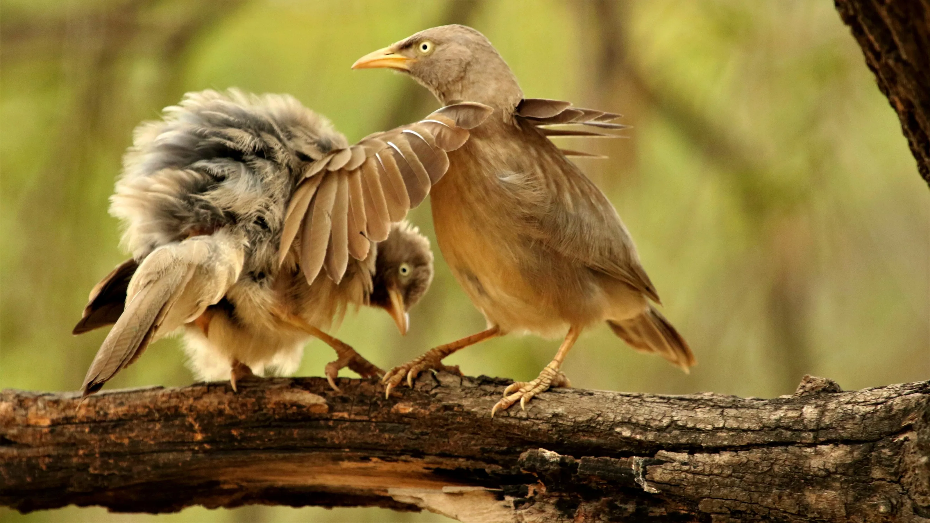 GROOMING