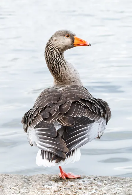Greylag goose