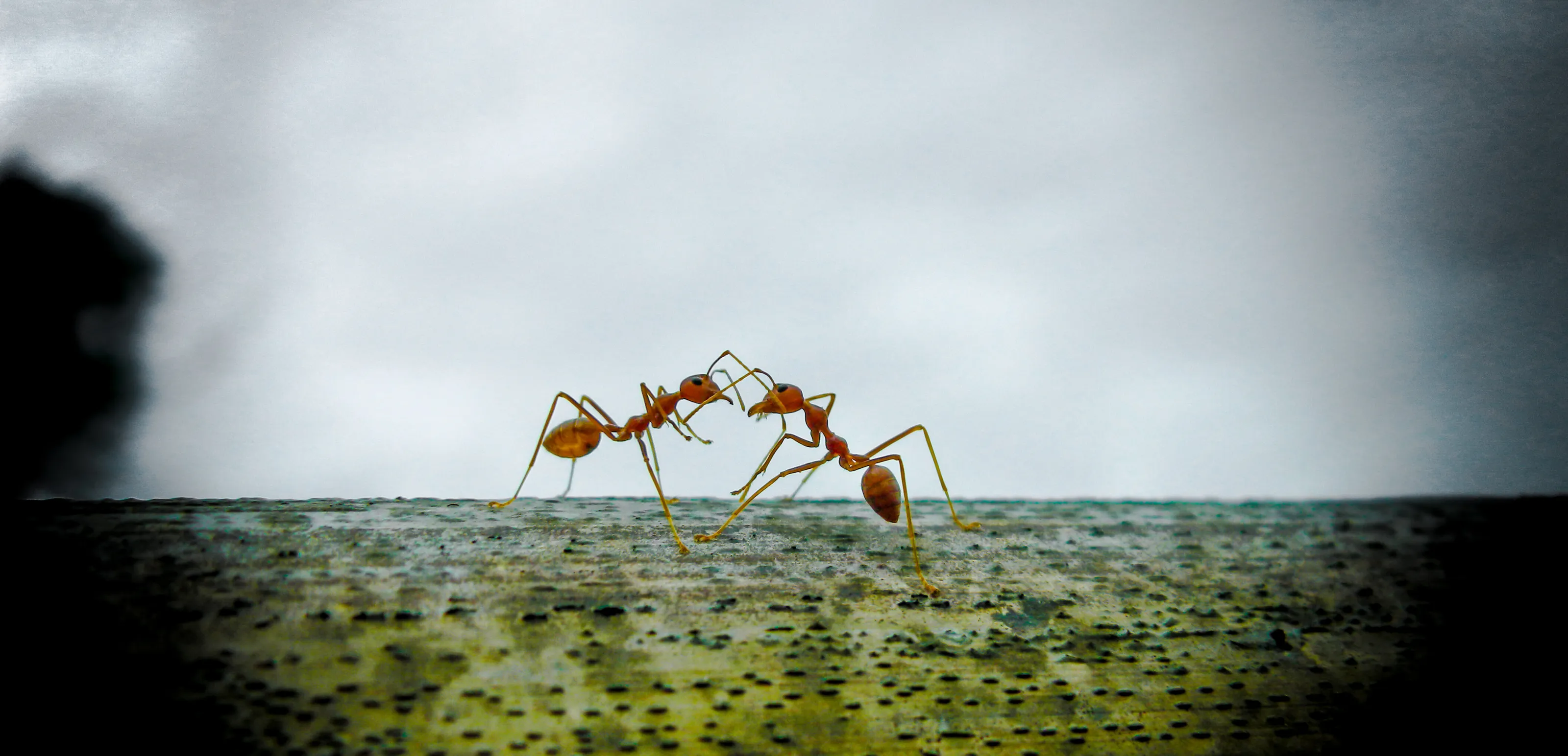 ants