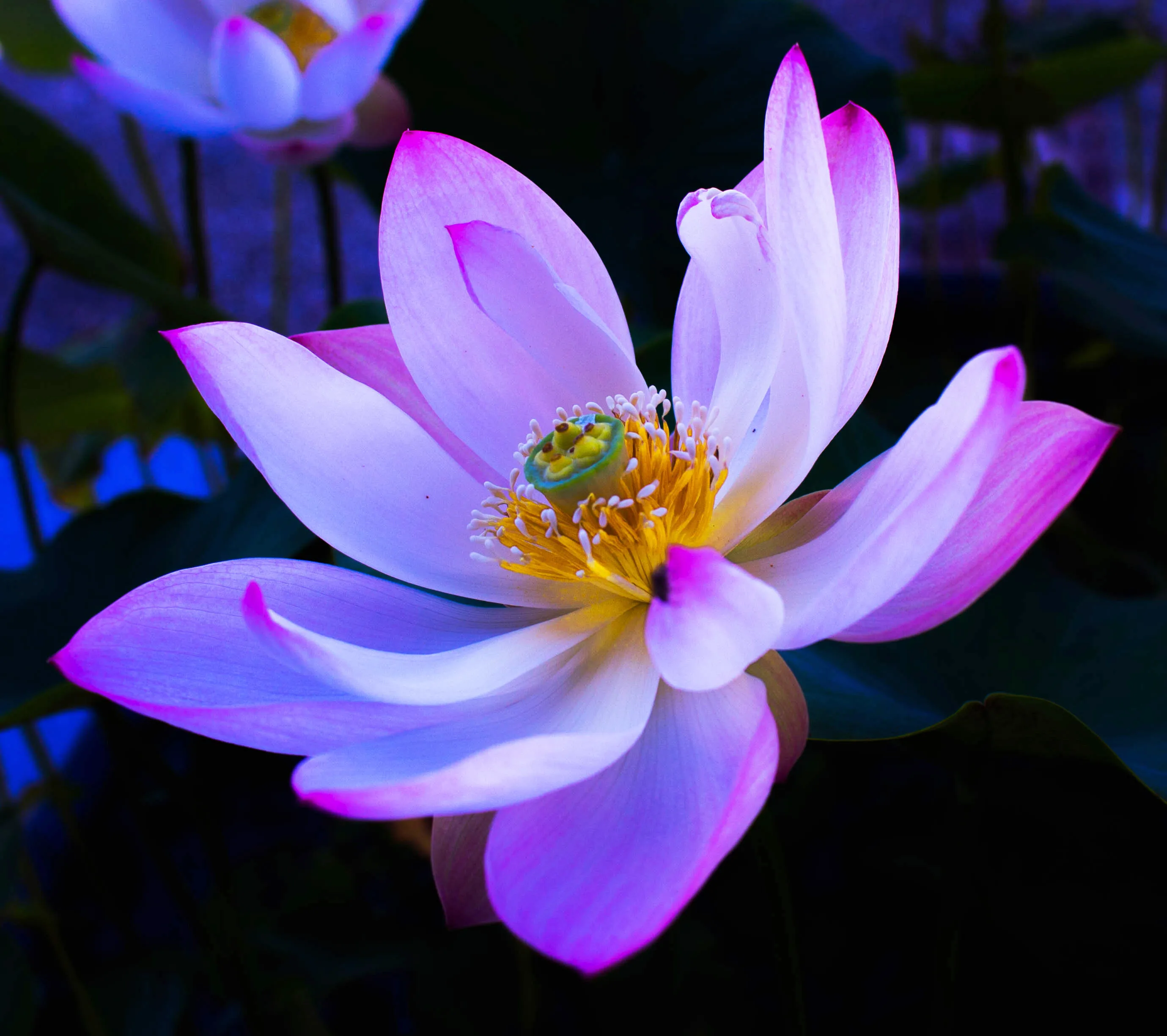 Lotus
