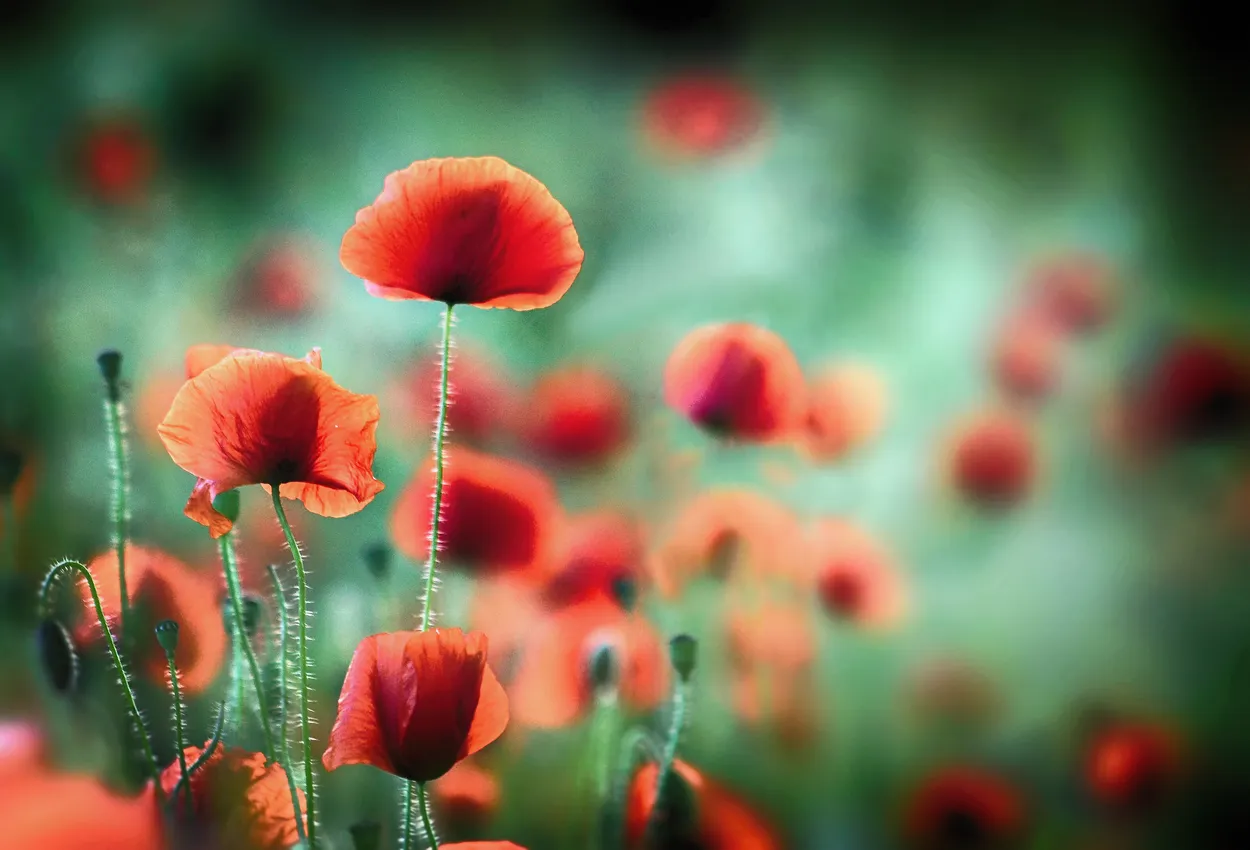 Entry 1736555