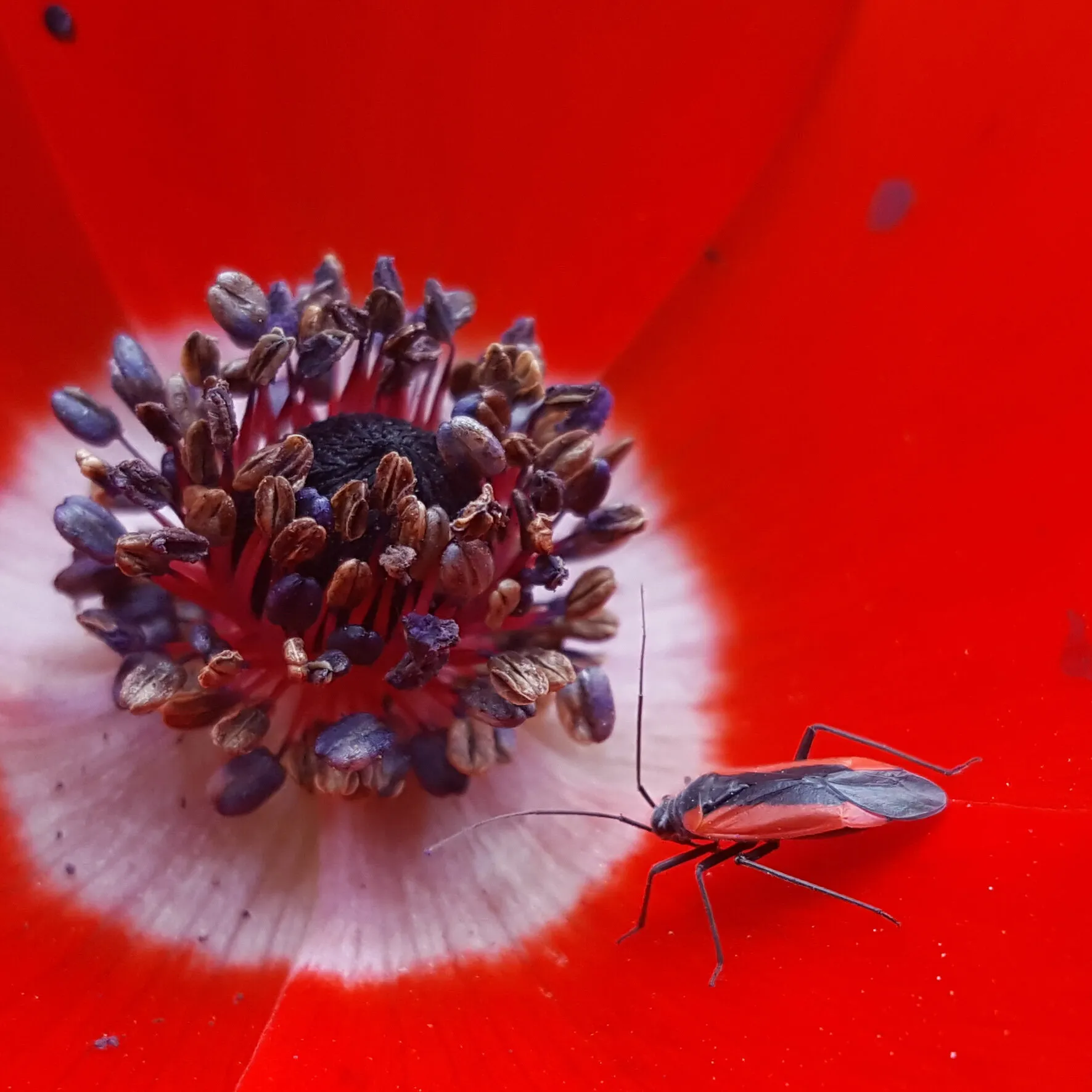 Anemone coronaria