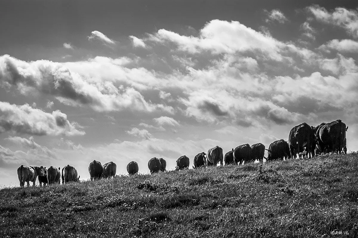 Herd