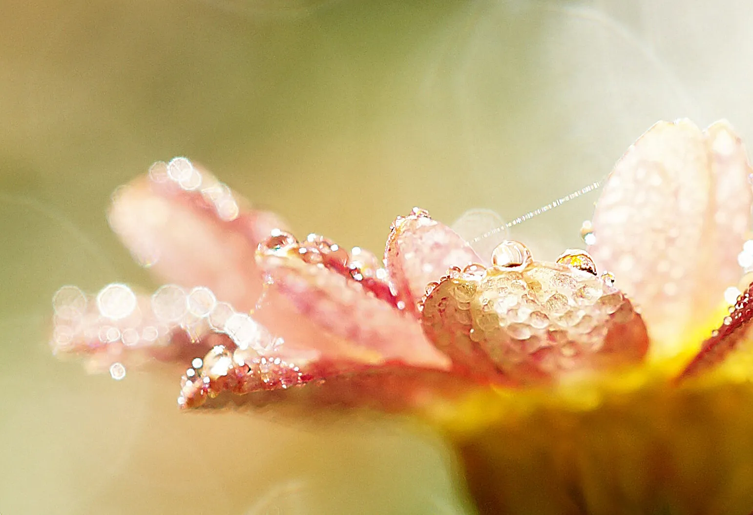 Rain drops on daisies ...