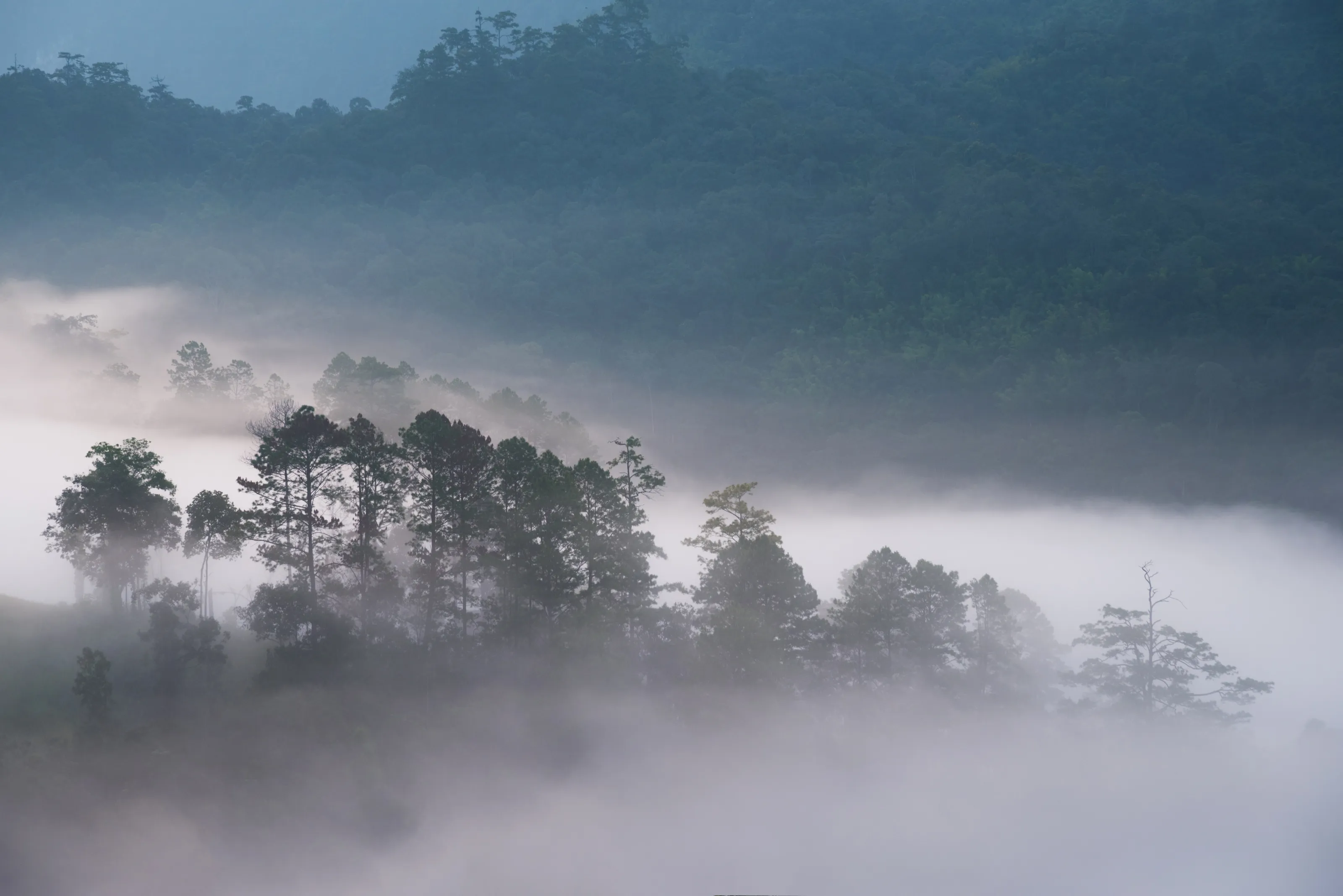Misty Nature