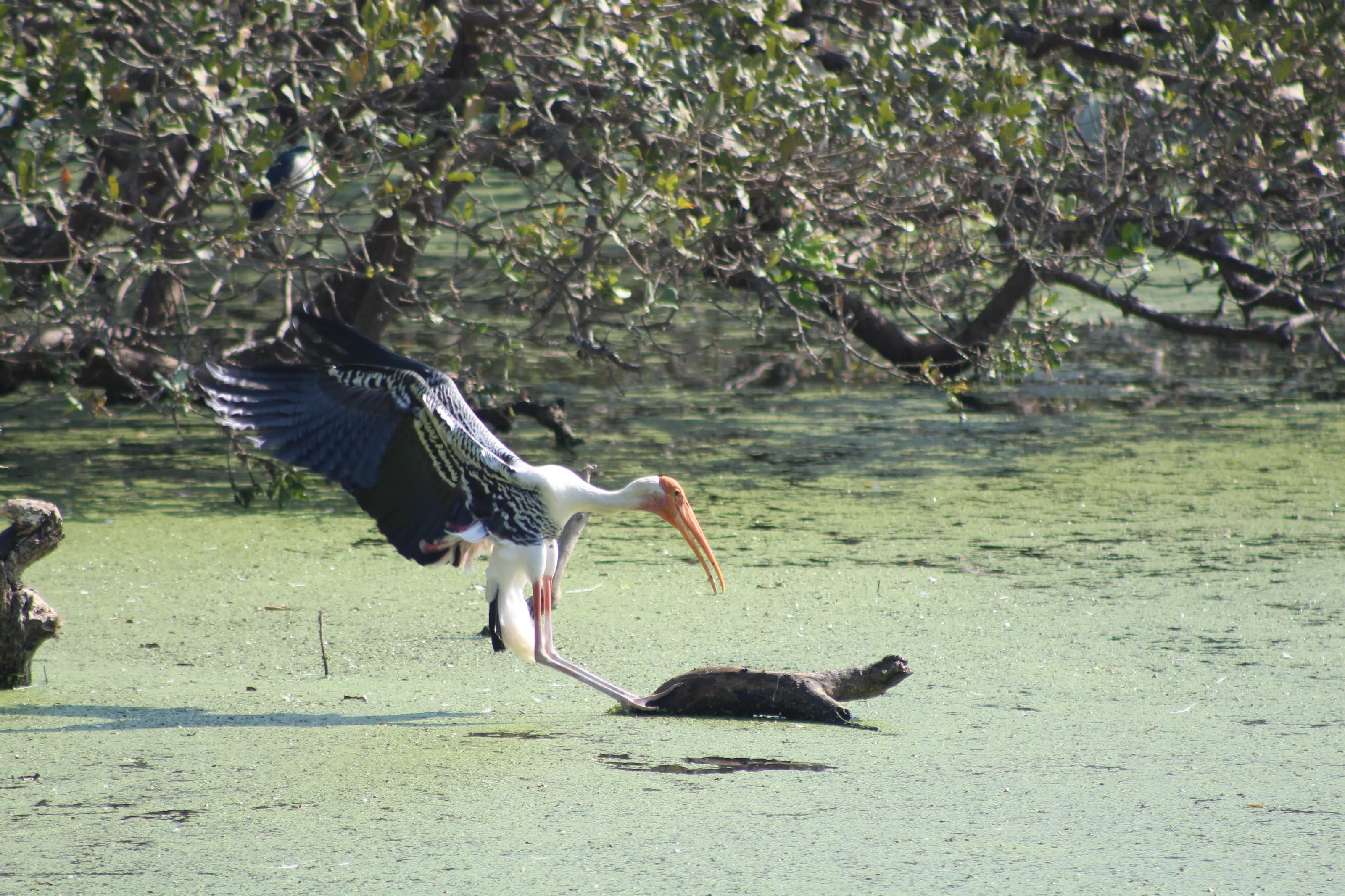 painted stork