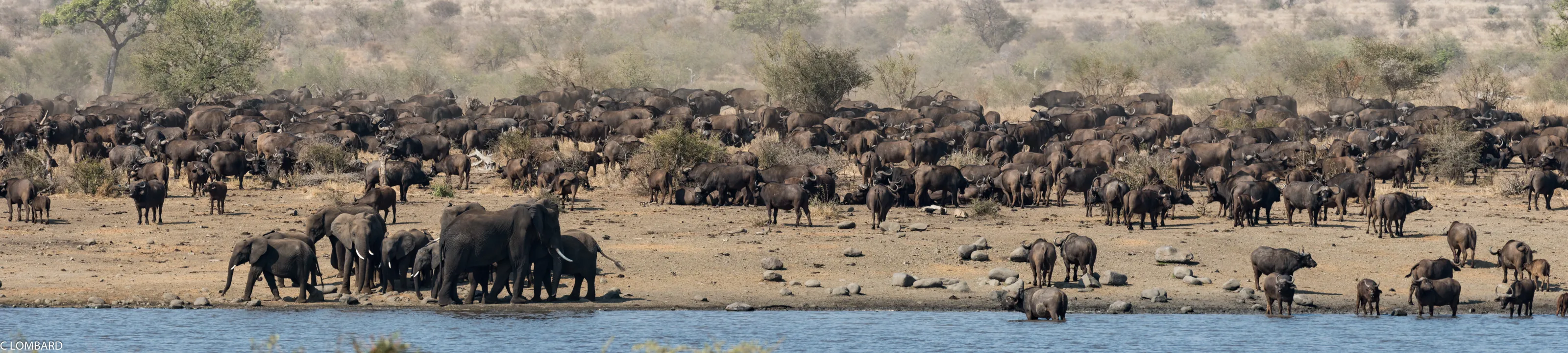 Buffalo herd surrounding elephant family in KNP.