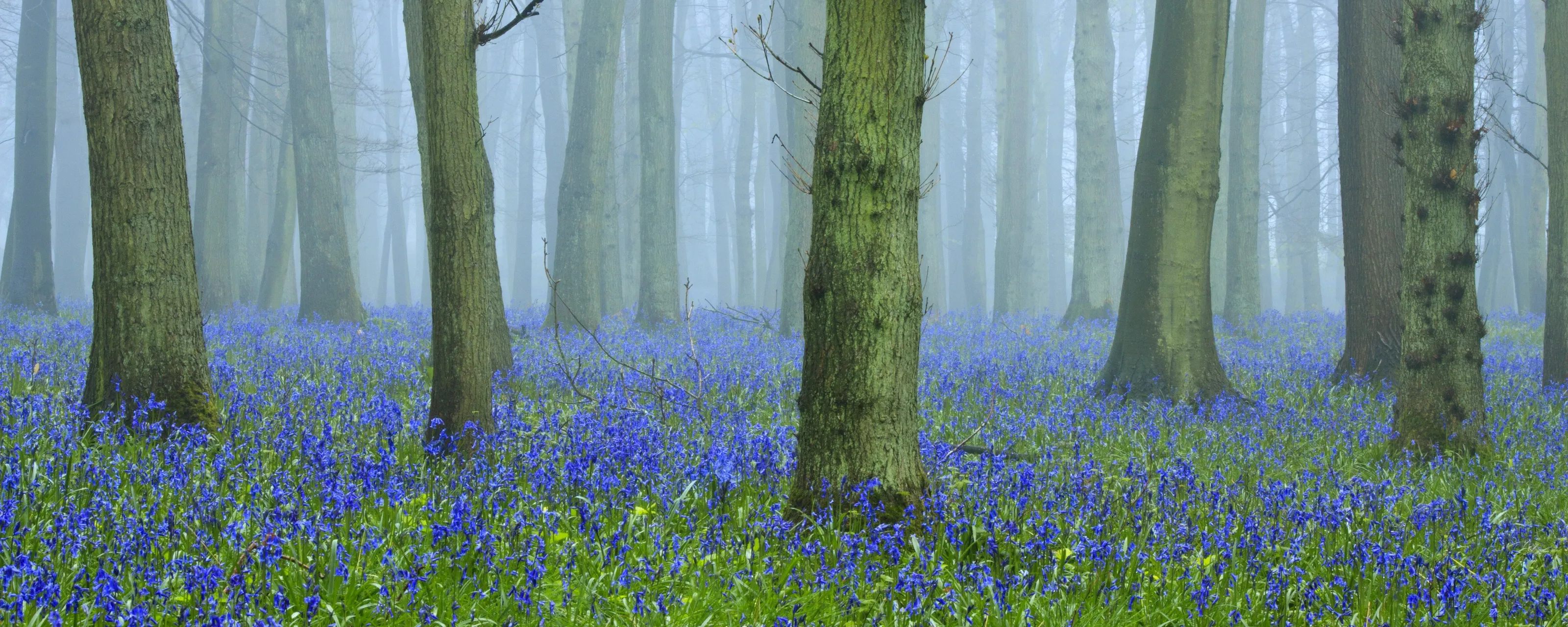 Woods
