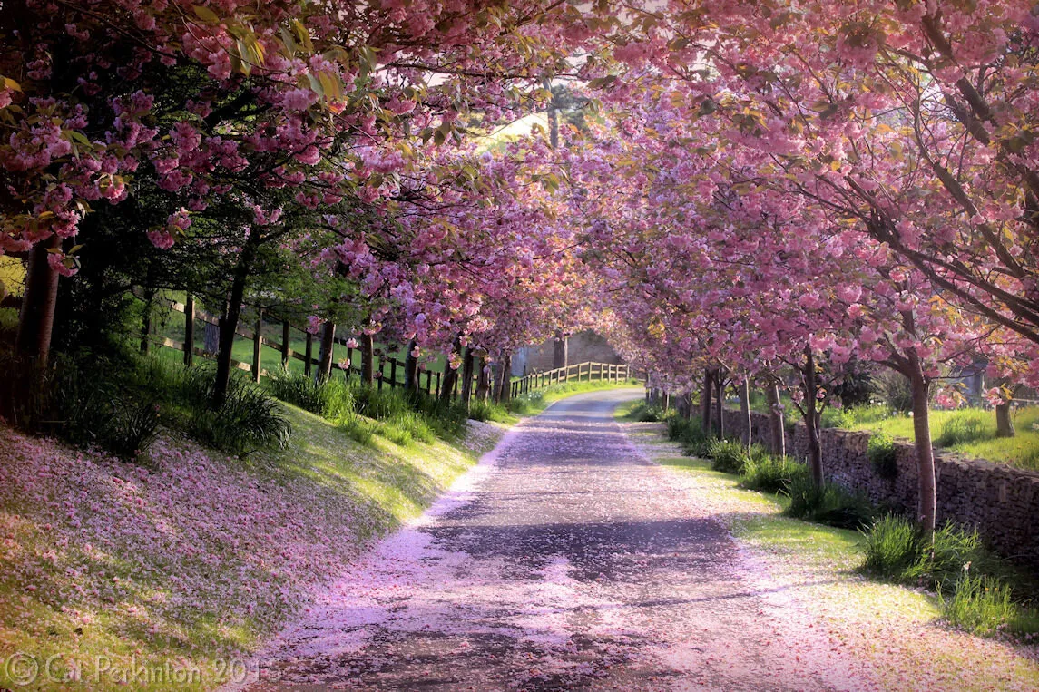 Under Blossom