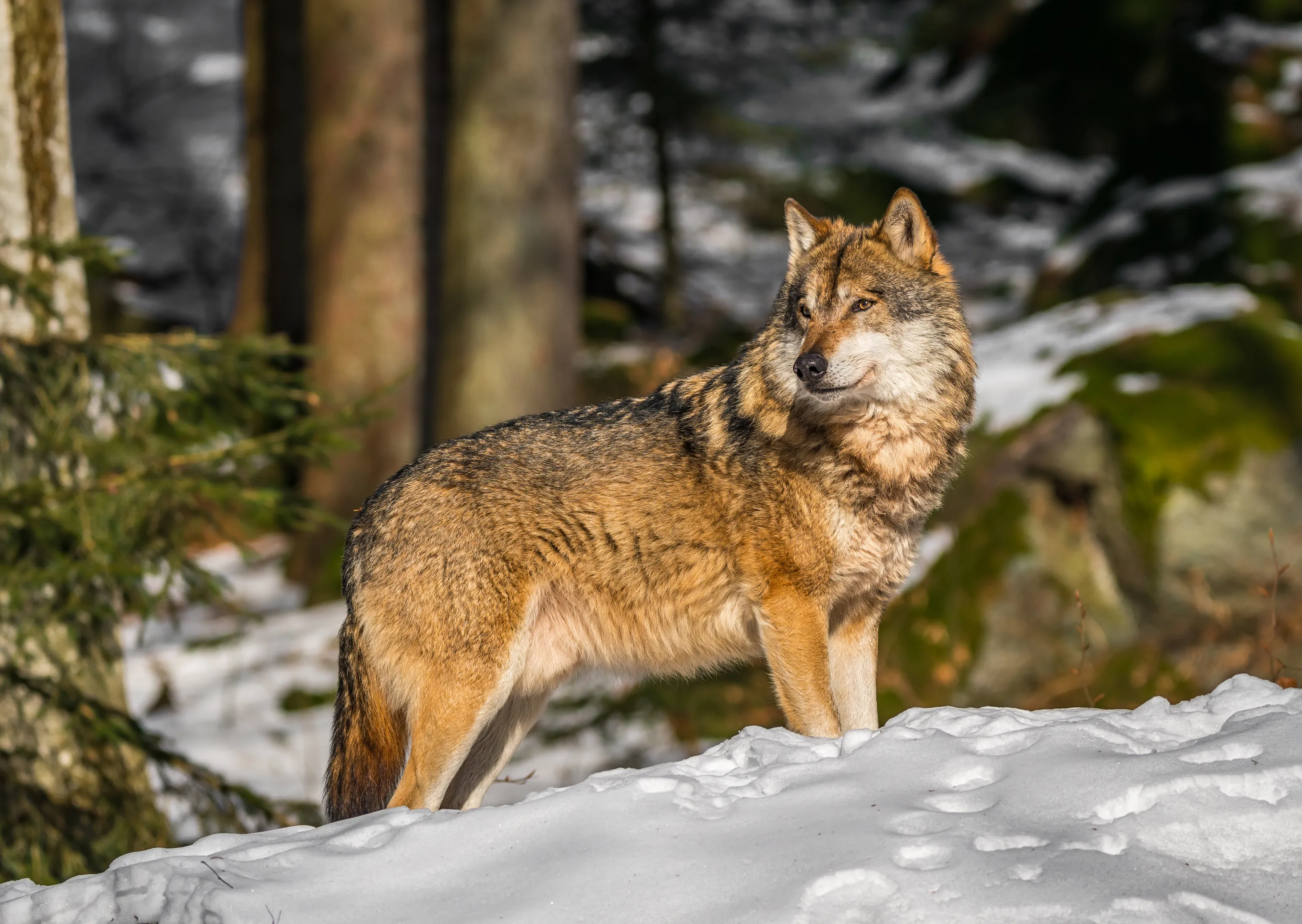 Wolf