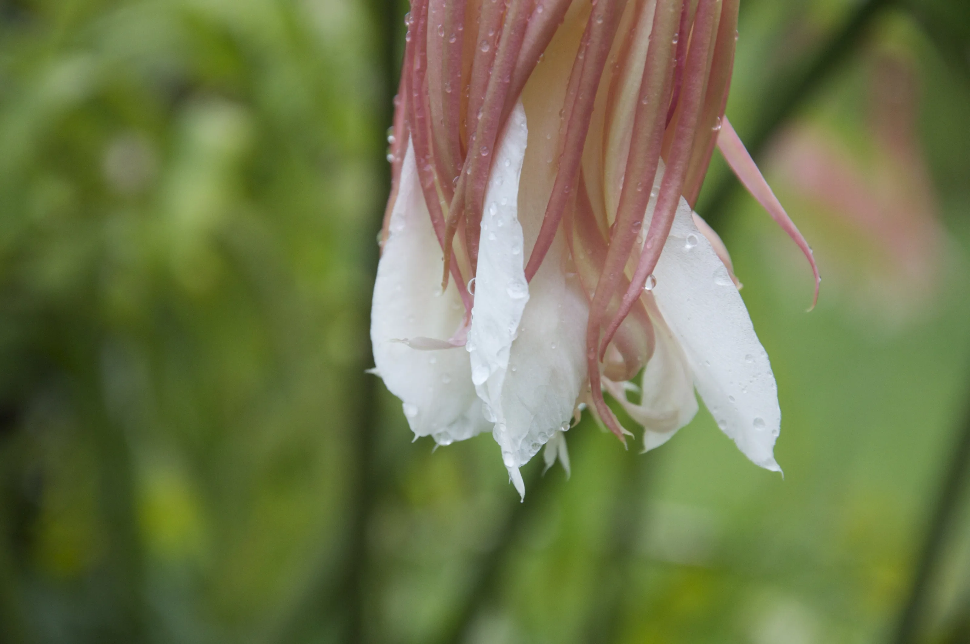 Drops and petals