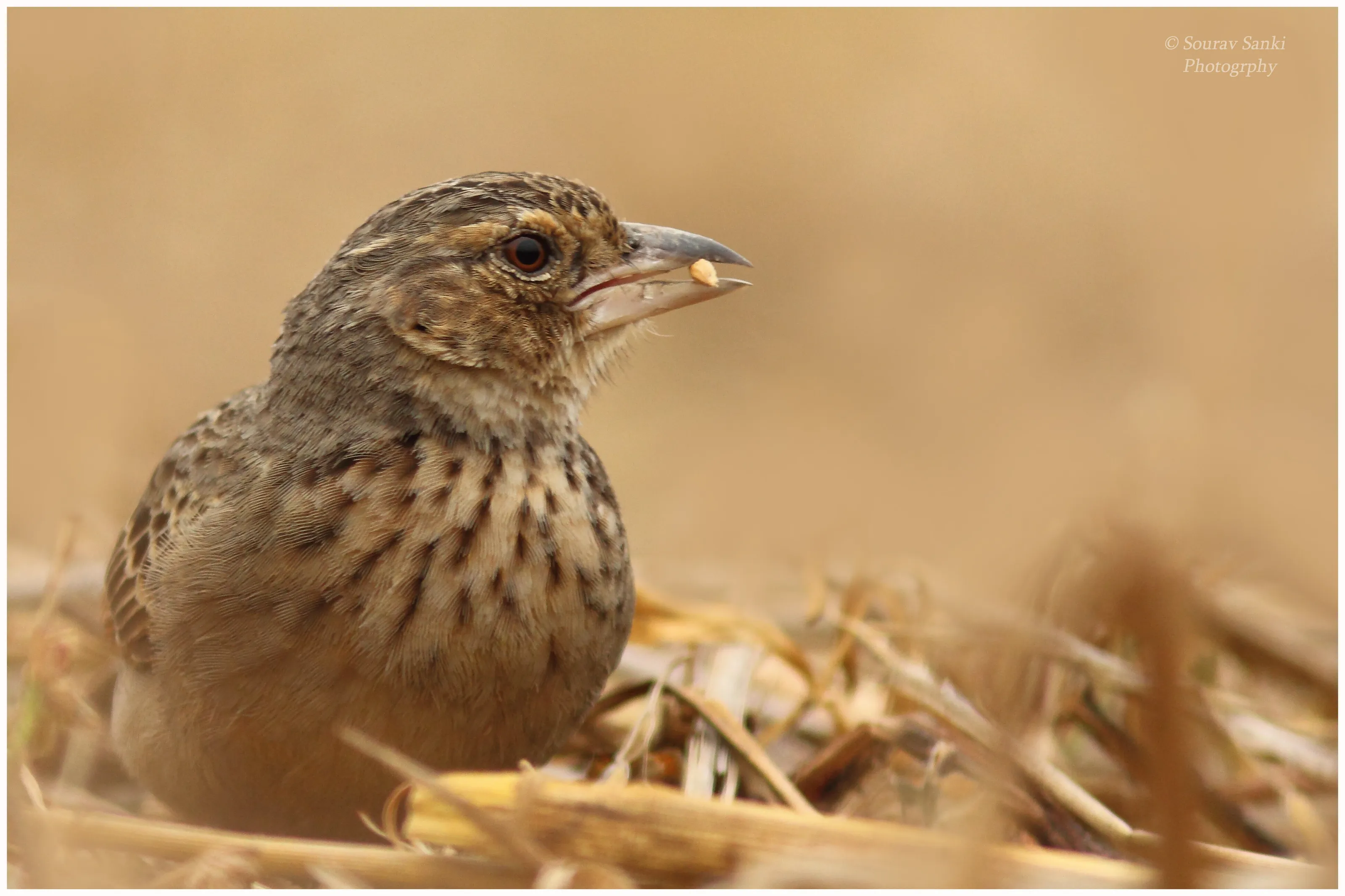 Bengal Bushlark