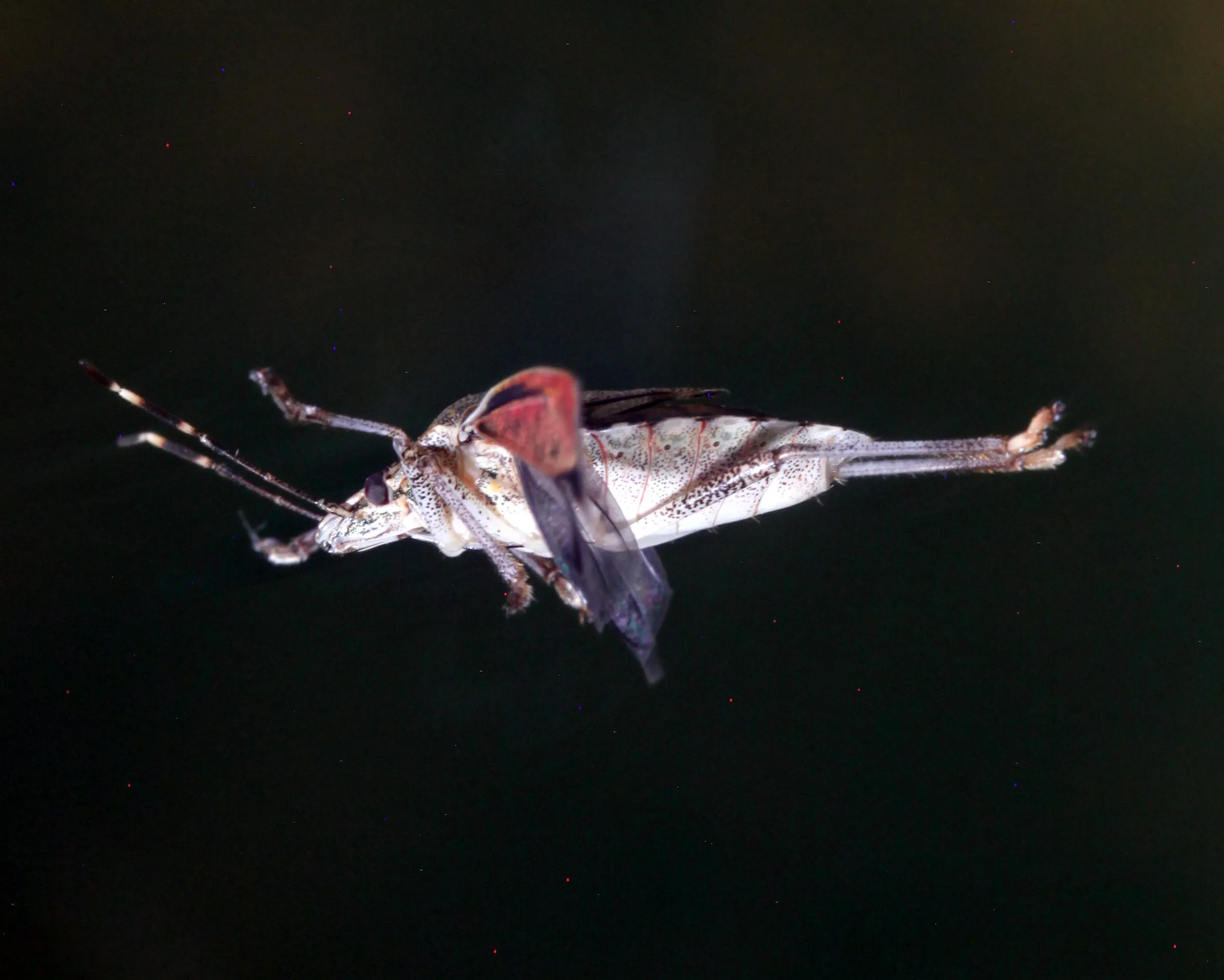 Stinkbug in flight