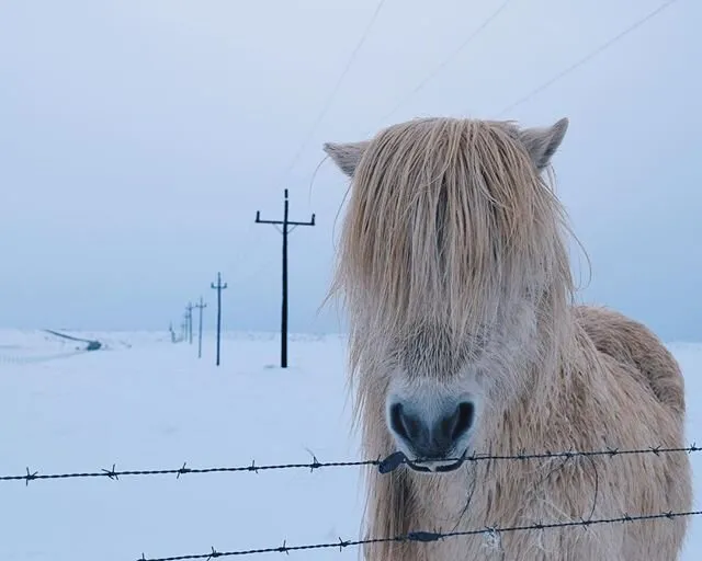 Icelandic Horse
