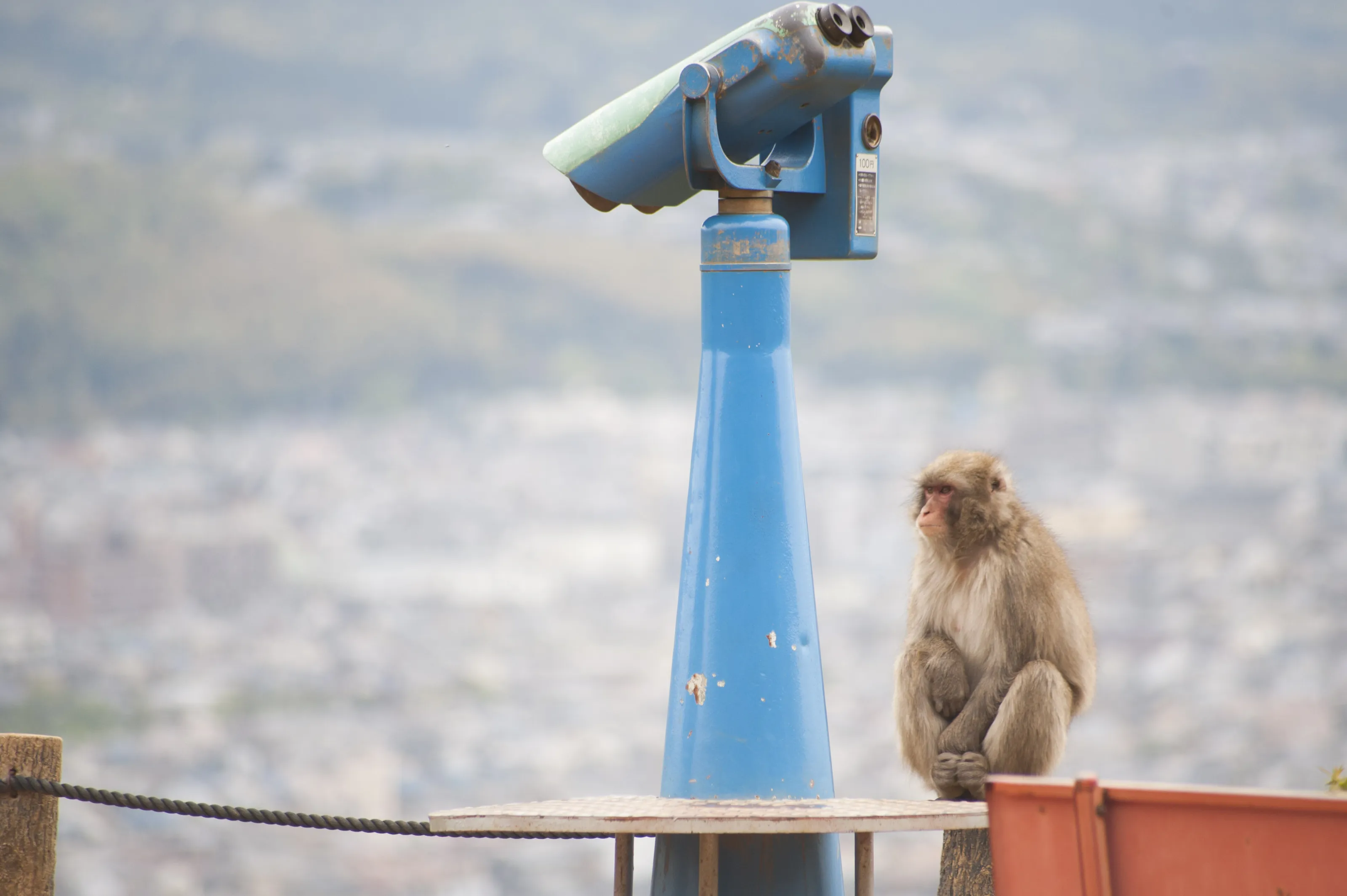 Japanese Macaque in Kyoto