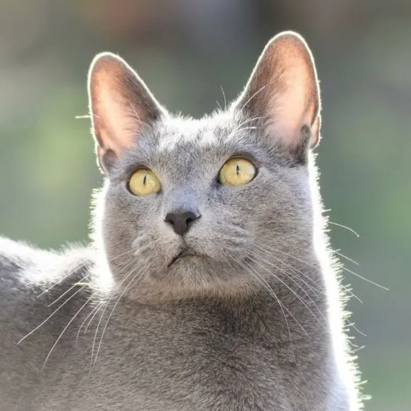 Regal beauty
