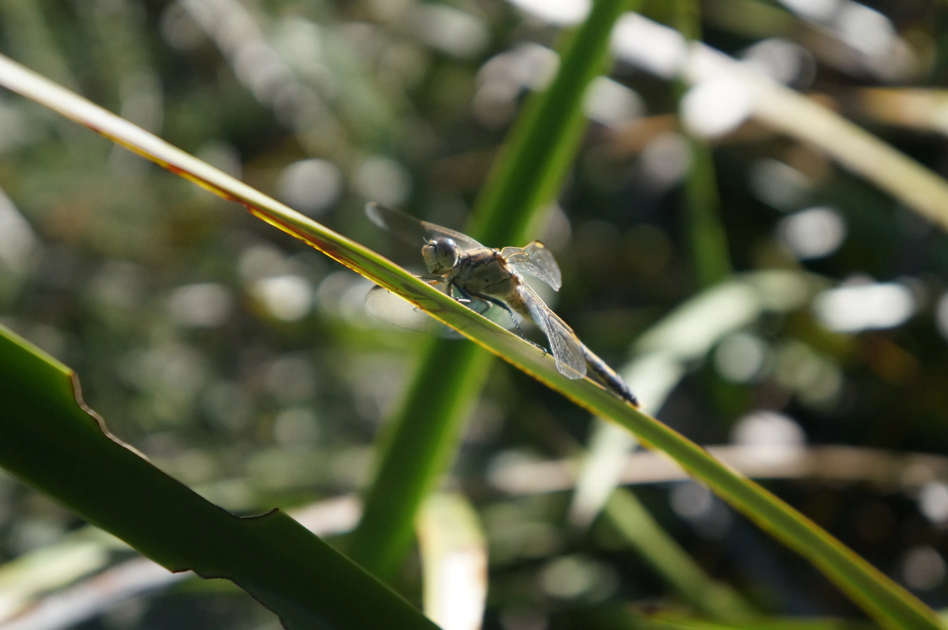 #dragonfly