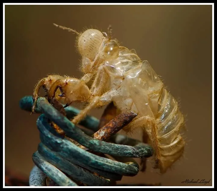 Cicada skin