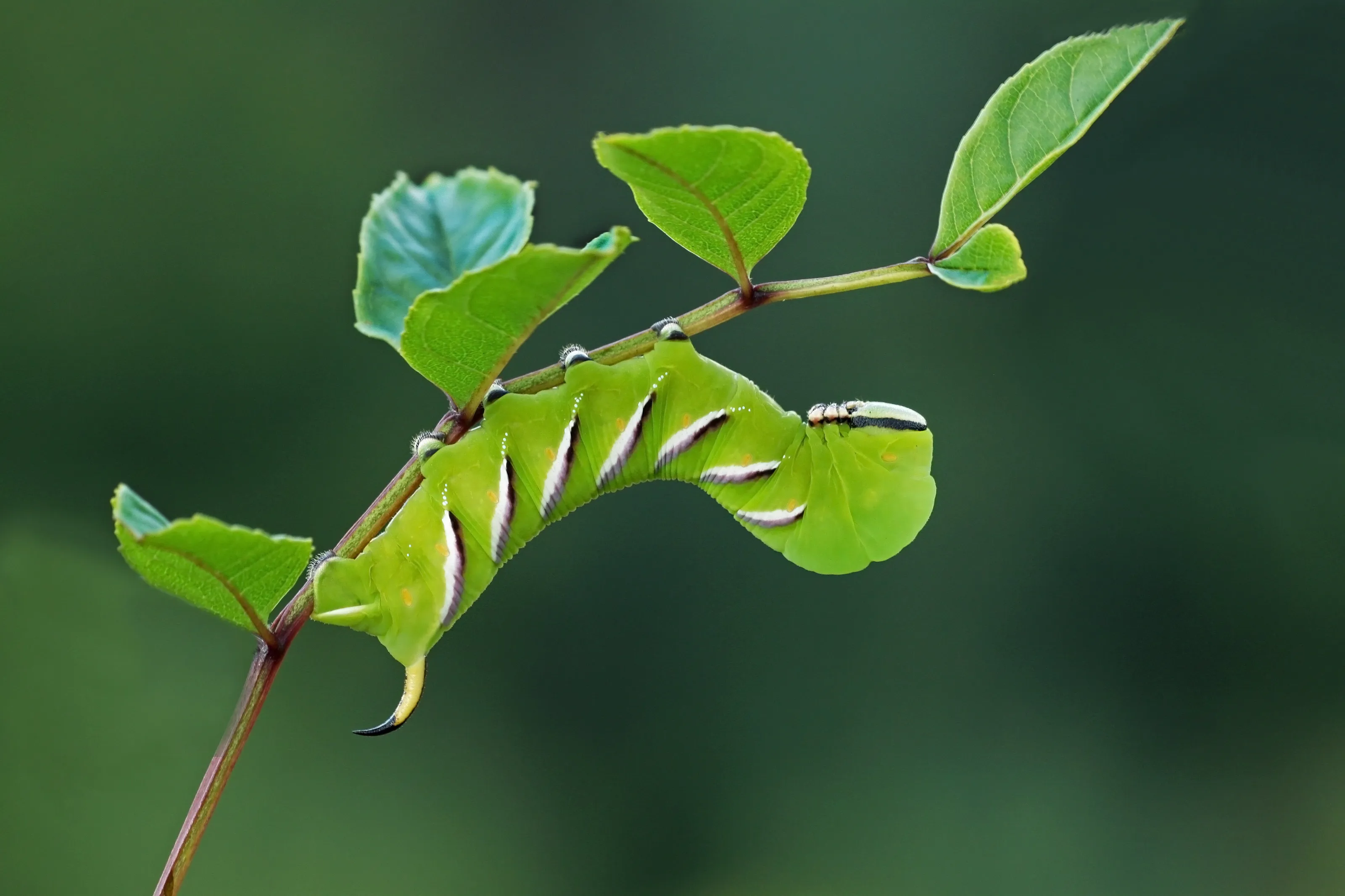 Privet Hawk-moth larvae