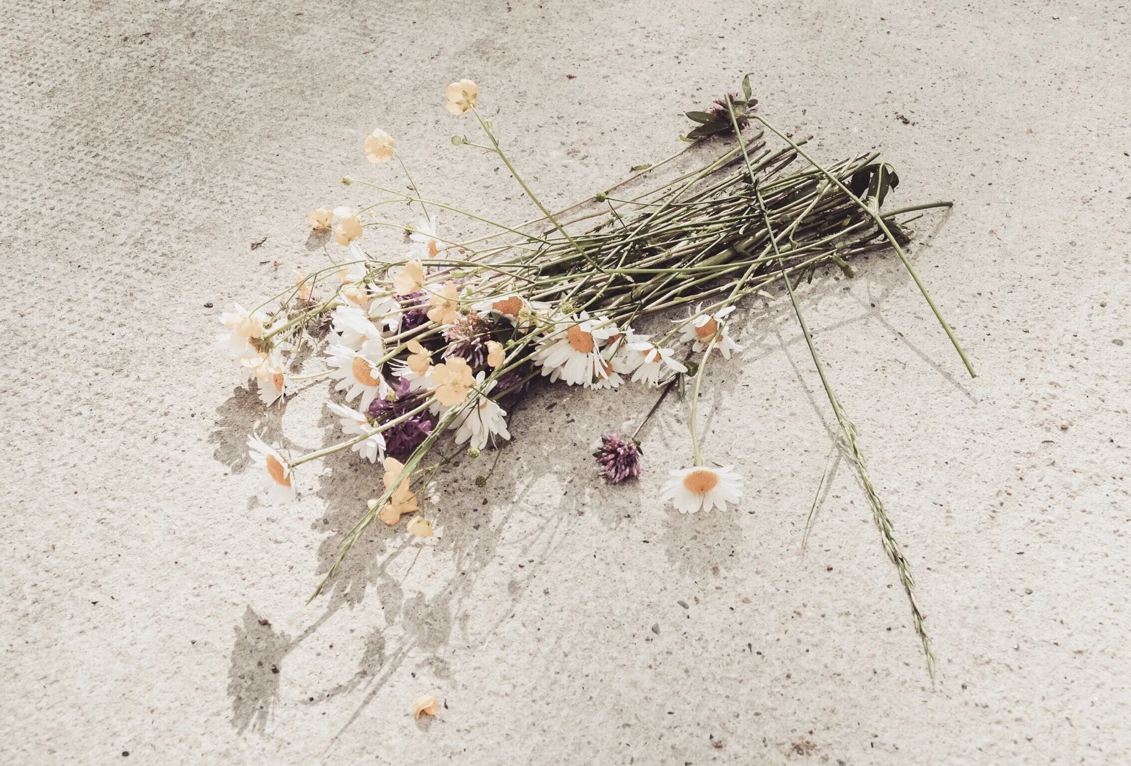 Flowers on concrete