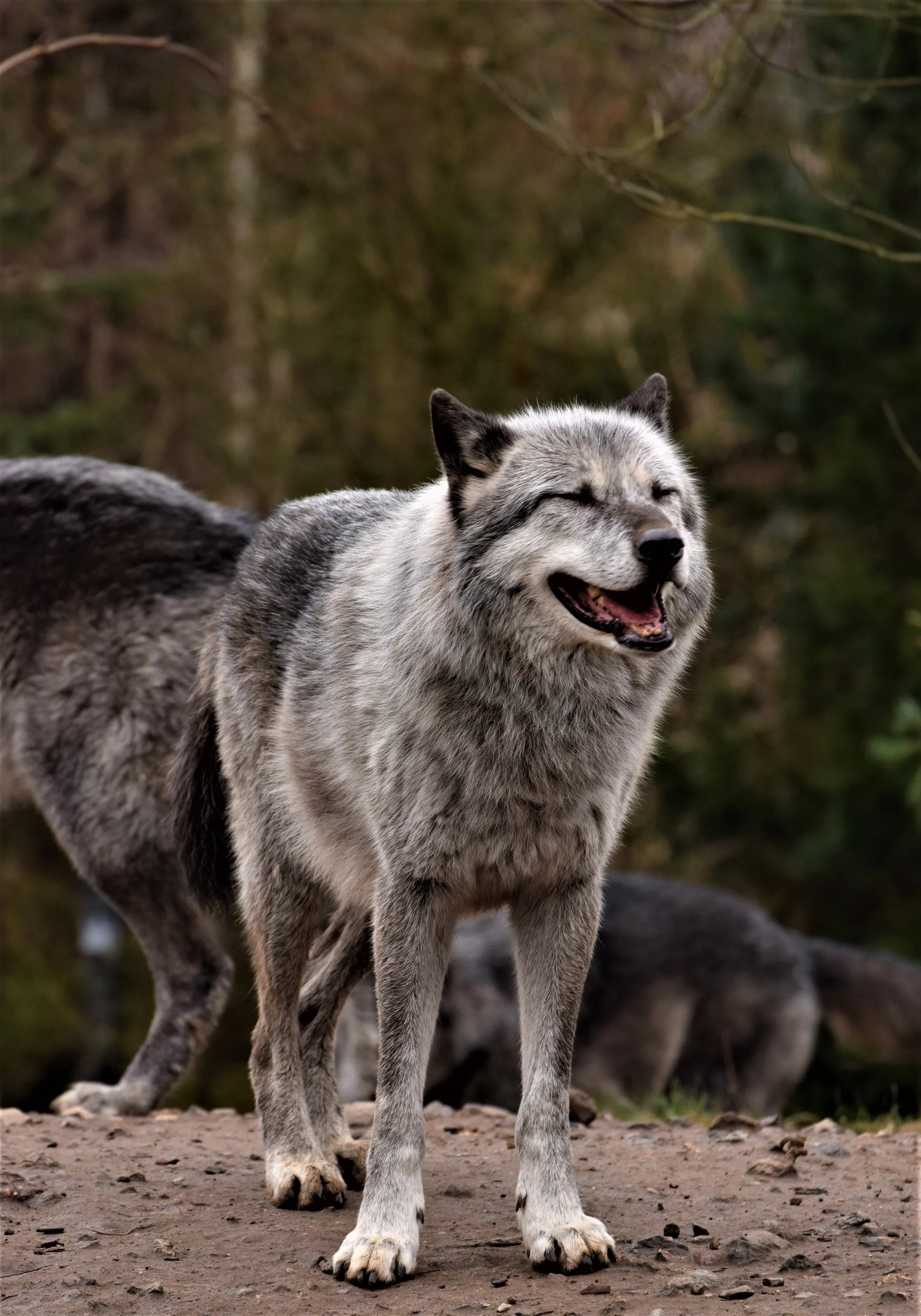 Smilling Wolf.