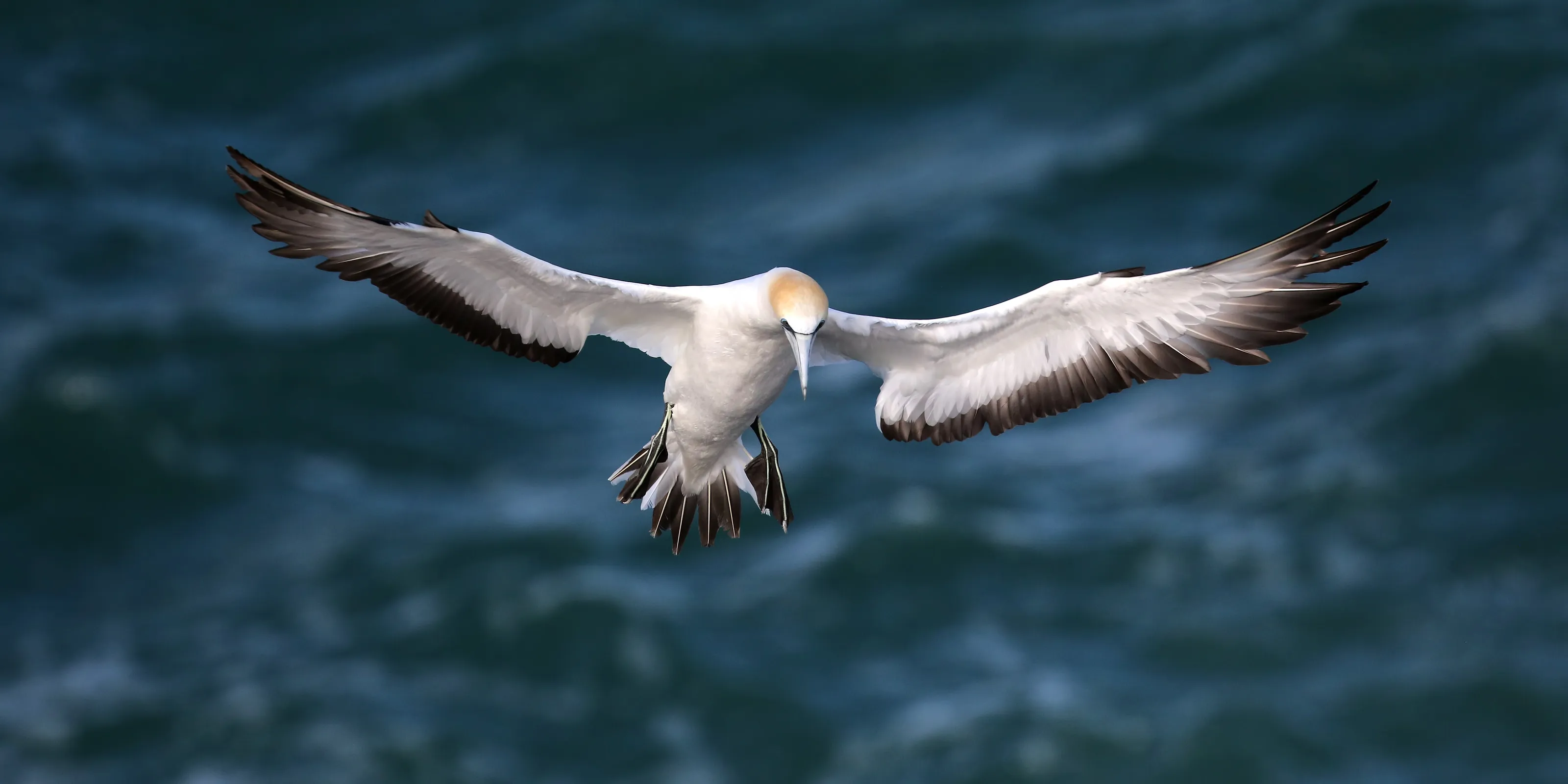 Australasian Gannet
