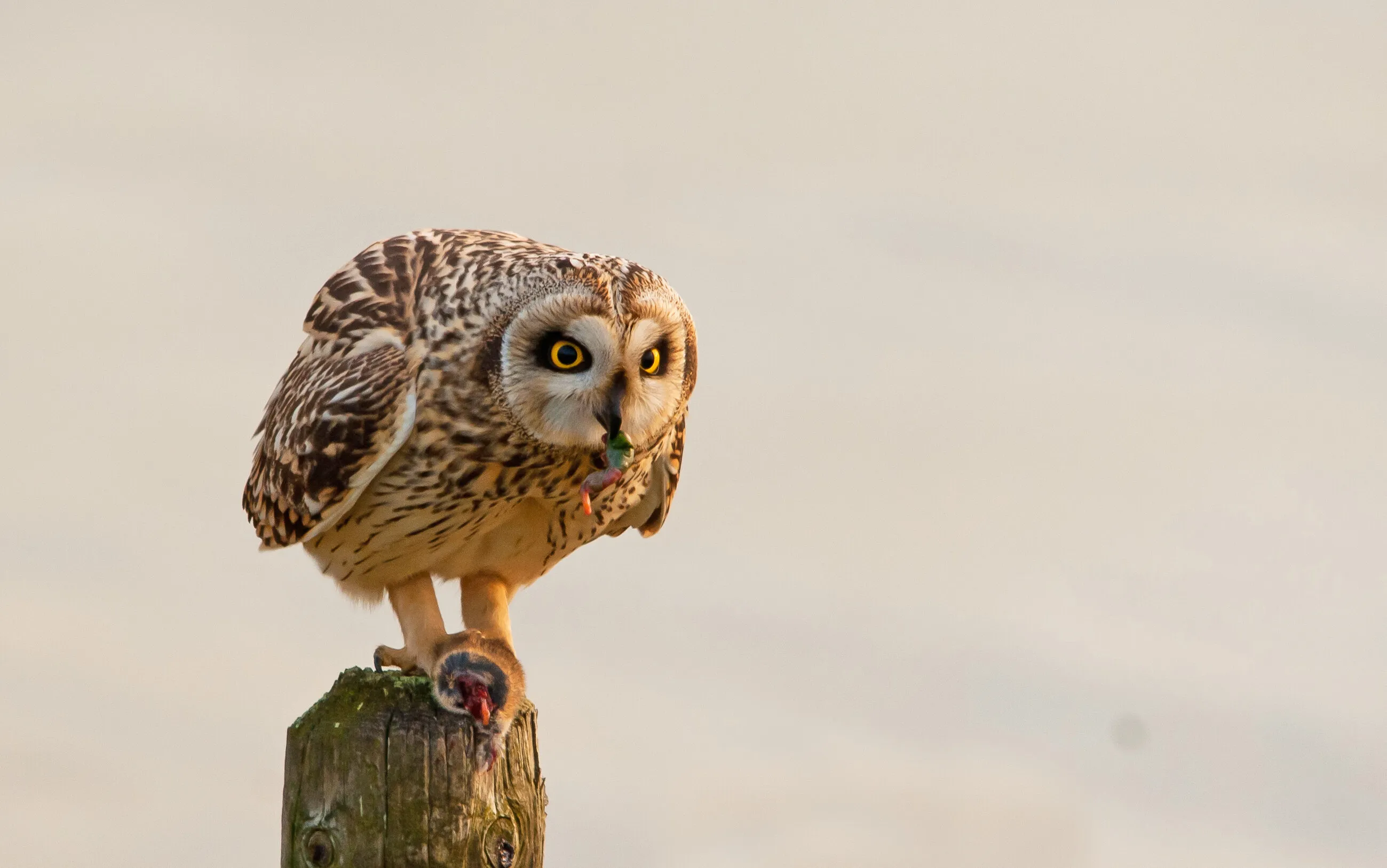 short-eared owl