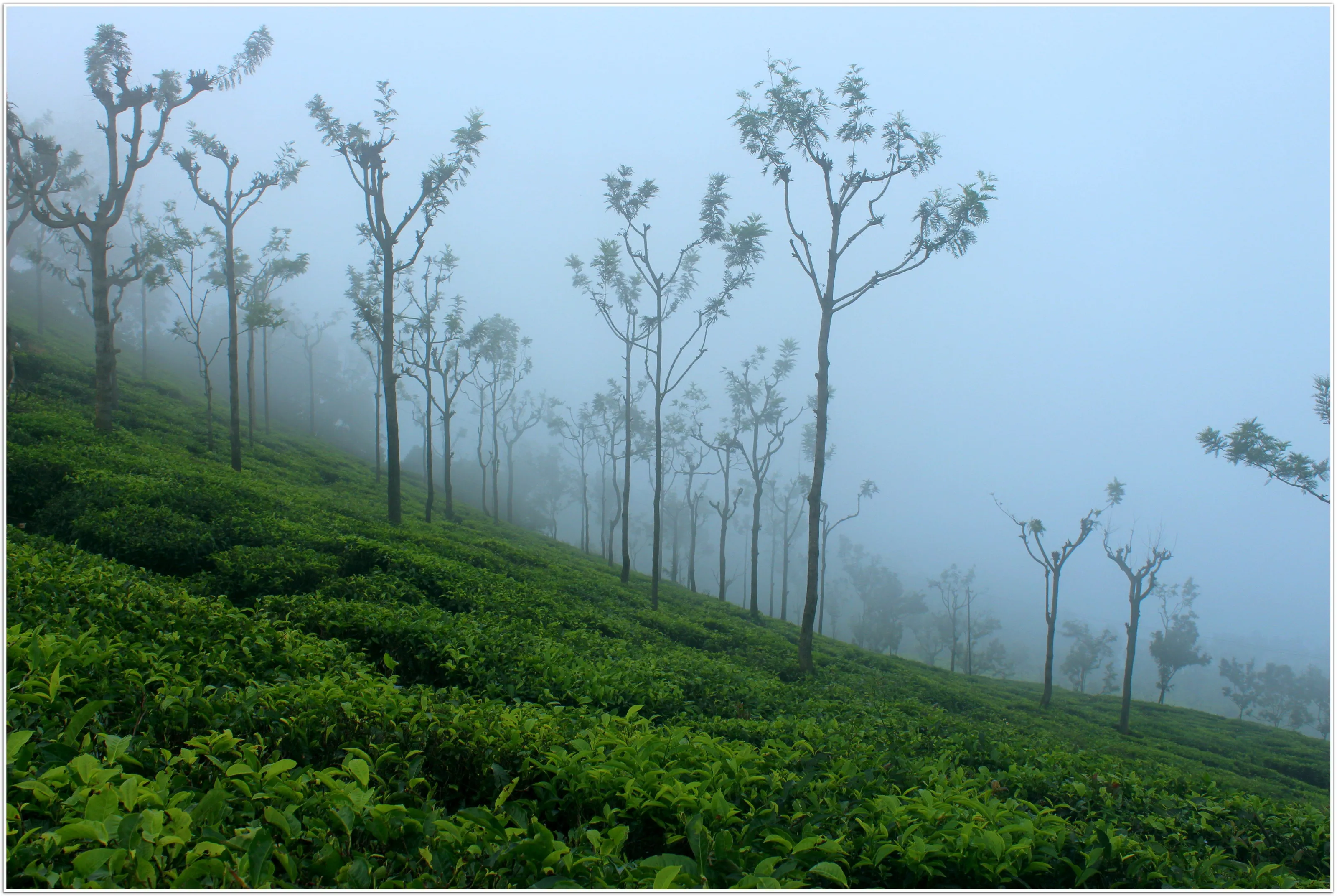 Smoggy Landscape